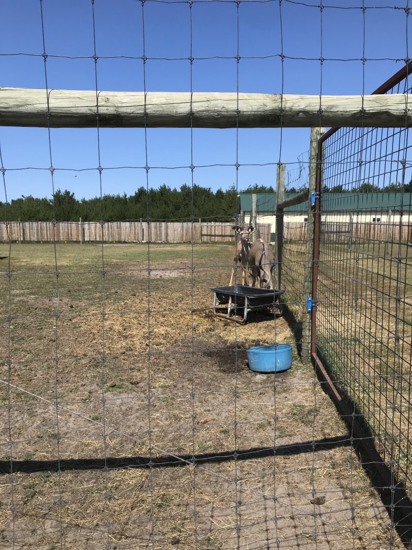 “Africa”- greater kudu exhibit