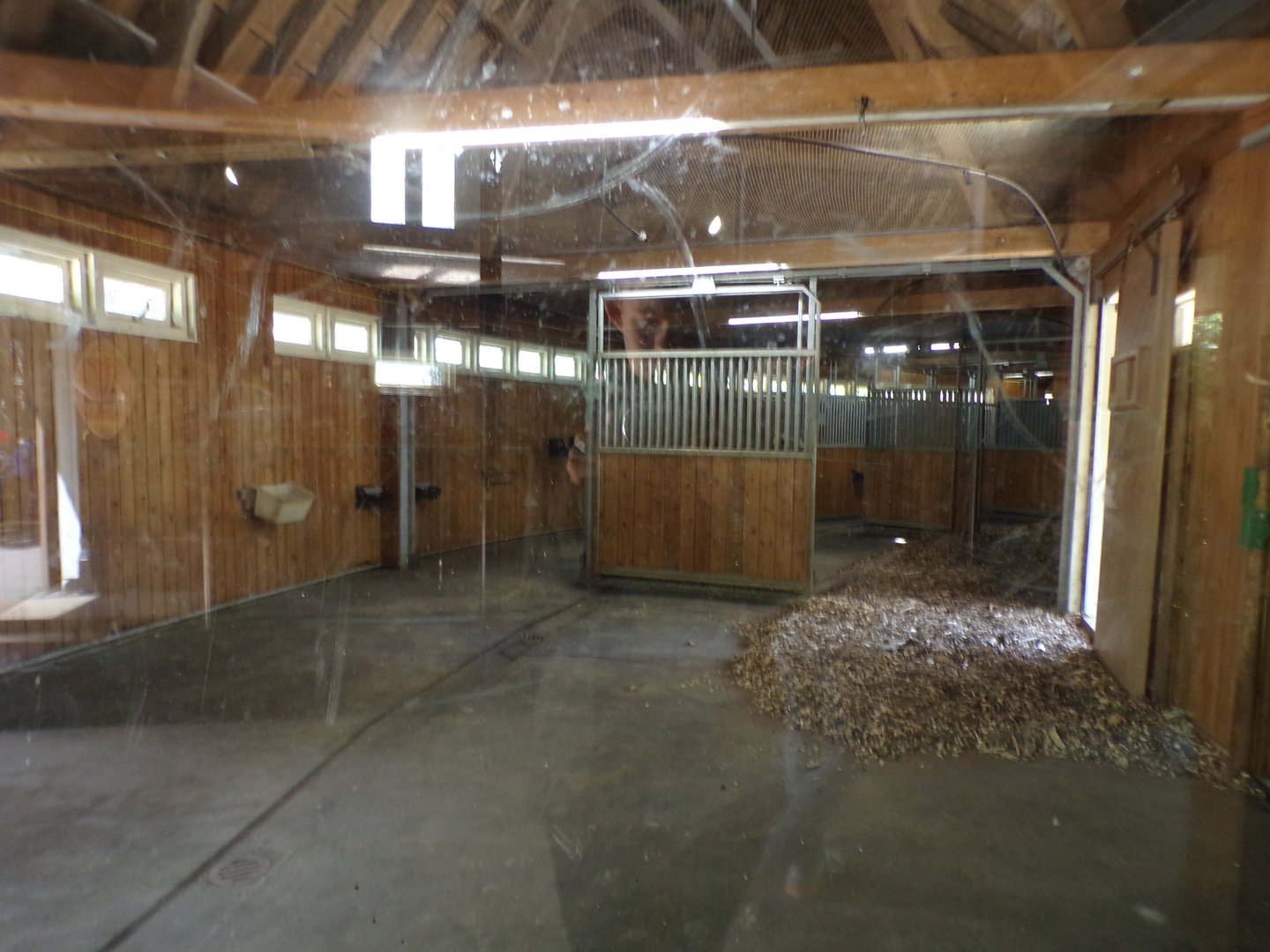 Africa- Greater kudu indoors 13.7.23