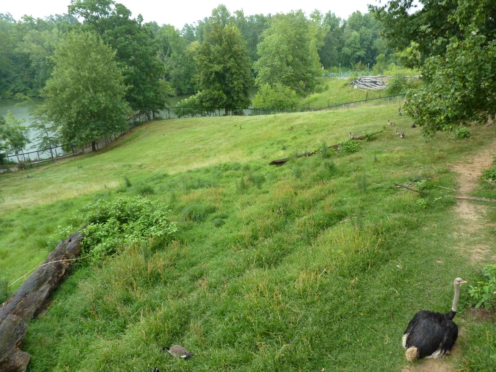 Africa - Greater Kudu/Ostrich Enclosure