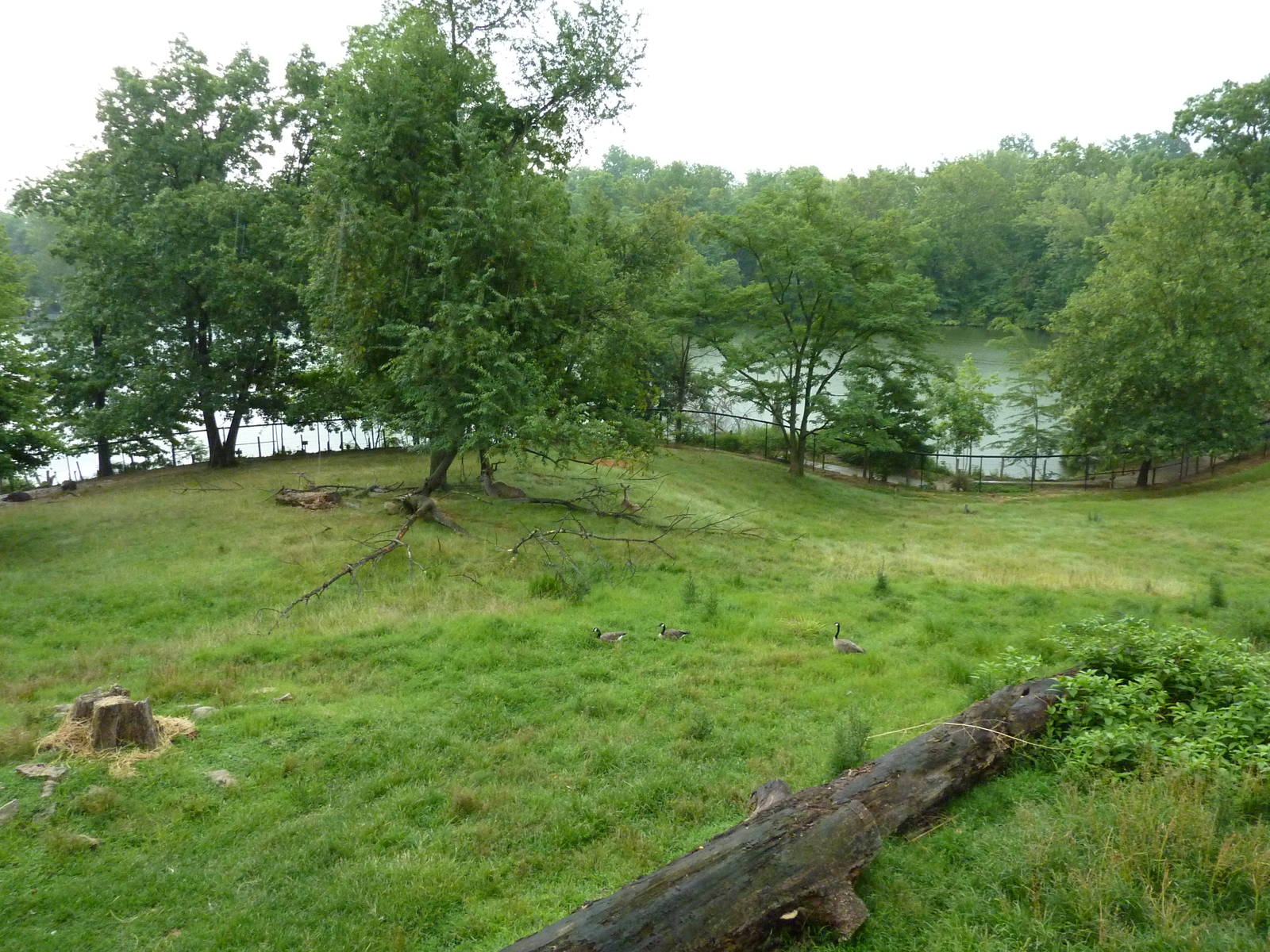 Africa - Greater Kudu/Ostrich Enclosure