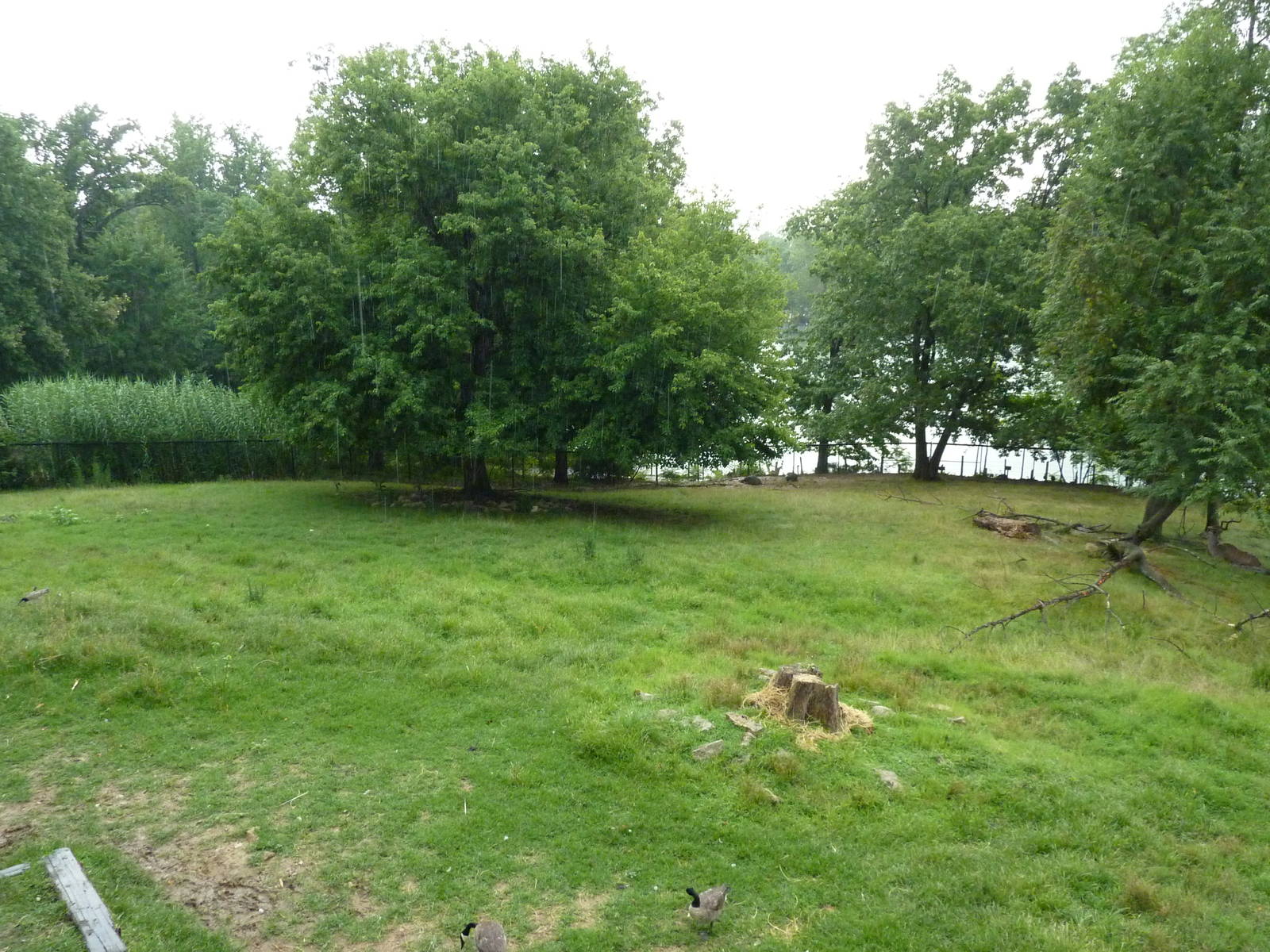 Africa - Greater Kudu/Ostrich Enclosure