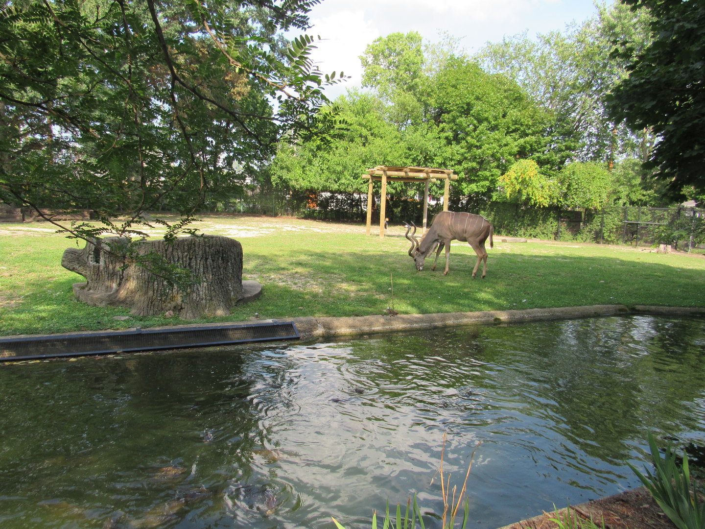 Africa - Greater Kudu, Saddle-billed Stork, Crowned Crane Exhibit