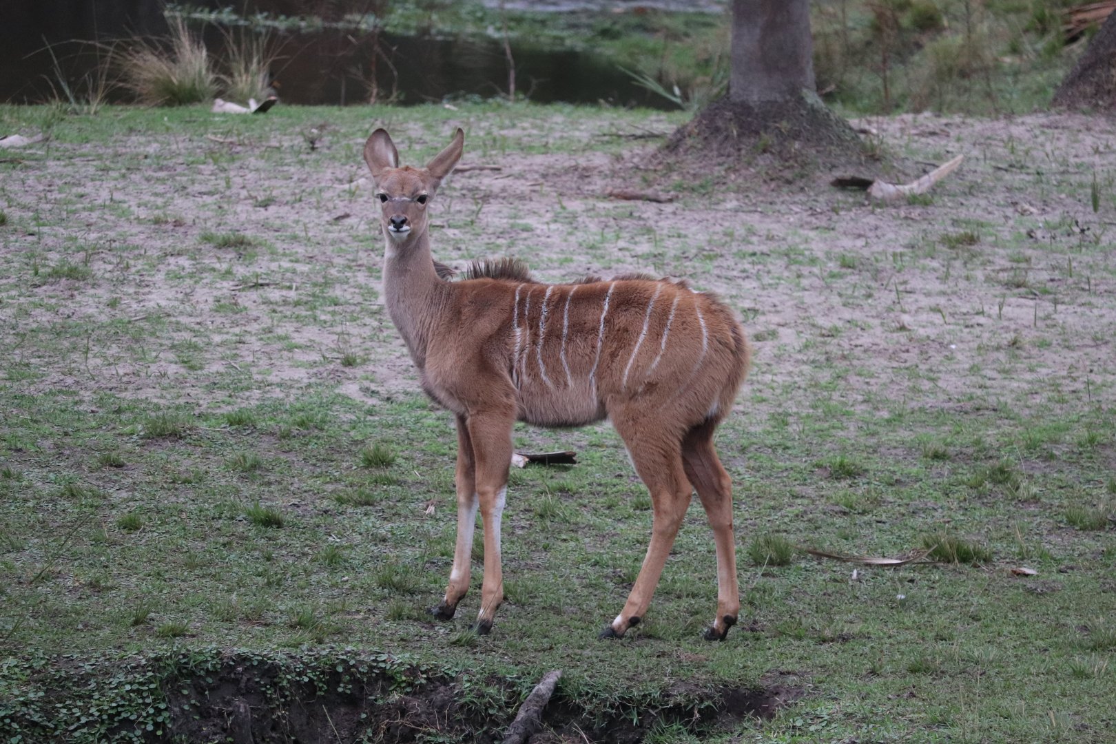Africa - Greater Kudu
