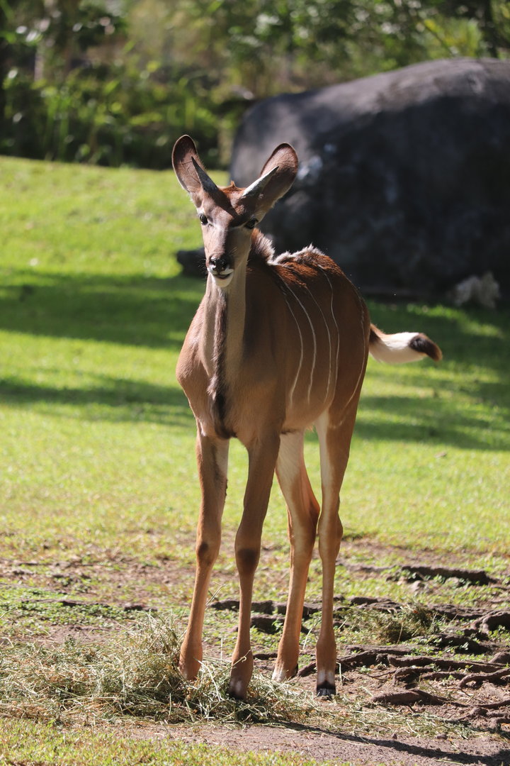 Africa - Greater Kudu