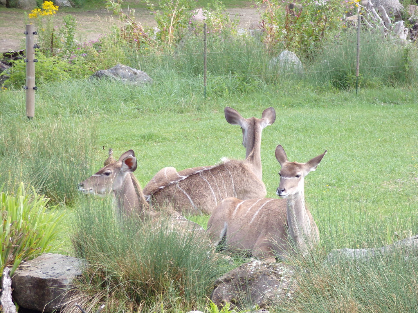 Africa- Greater kudus 13.7.23