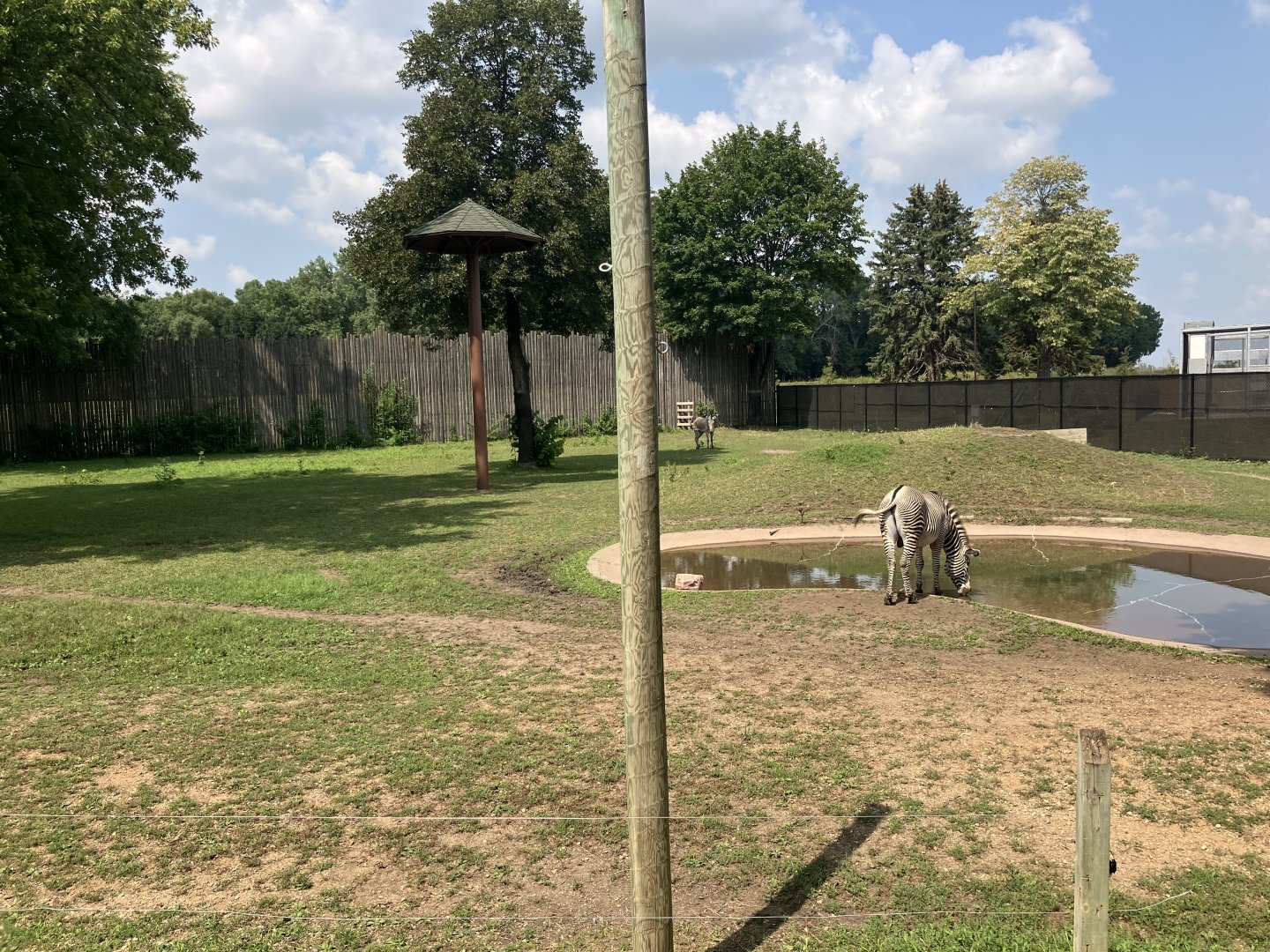 Africa - Grevey's Zebra/Grey-Crowned Crane Exhibit