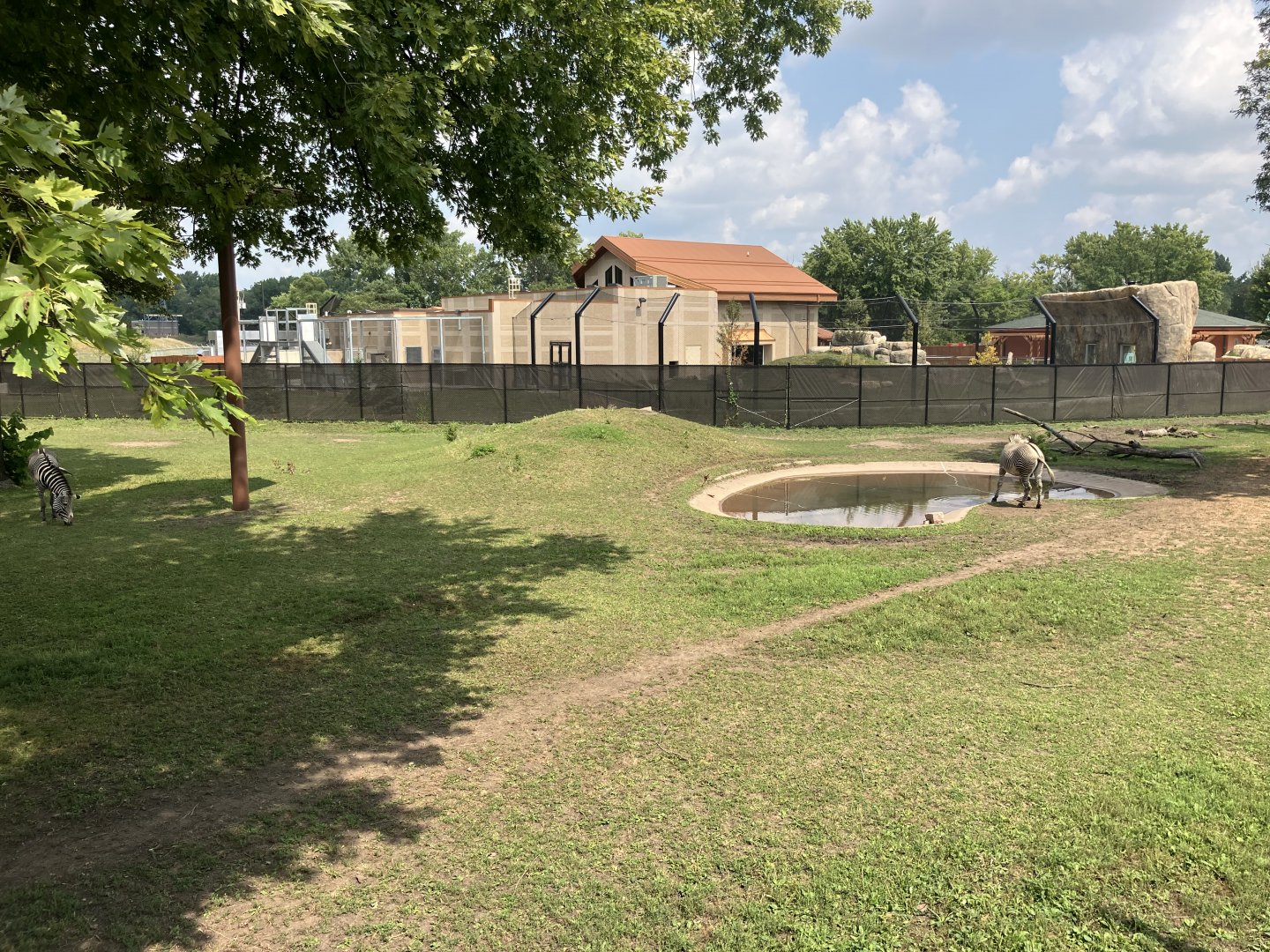Africa - Grevy's Zebra/Grey-Crowned Crane Exhibit