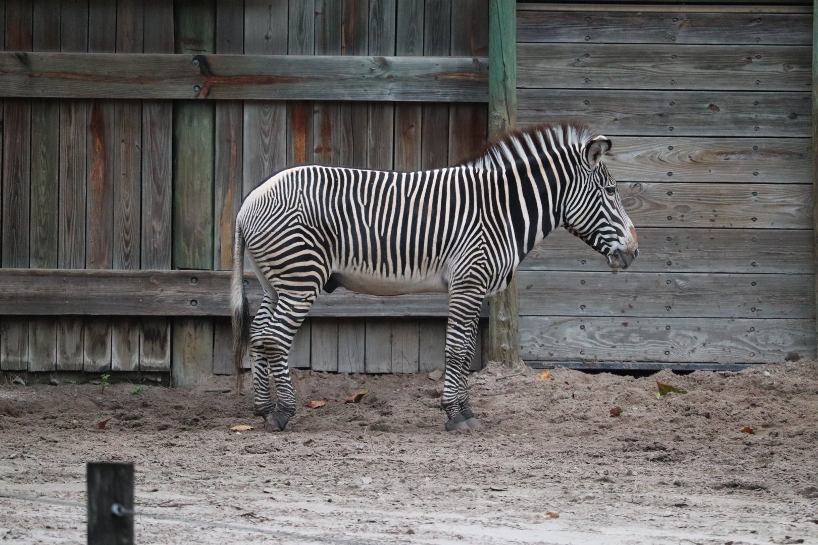 Africa - Grevy's Zebra