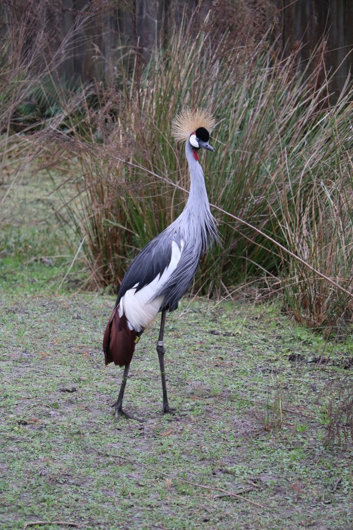 Africa - Grey Crowned Crane