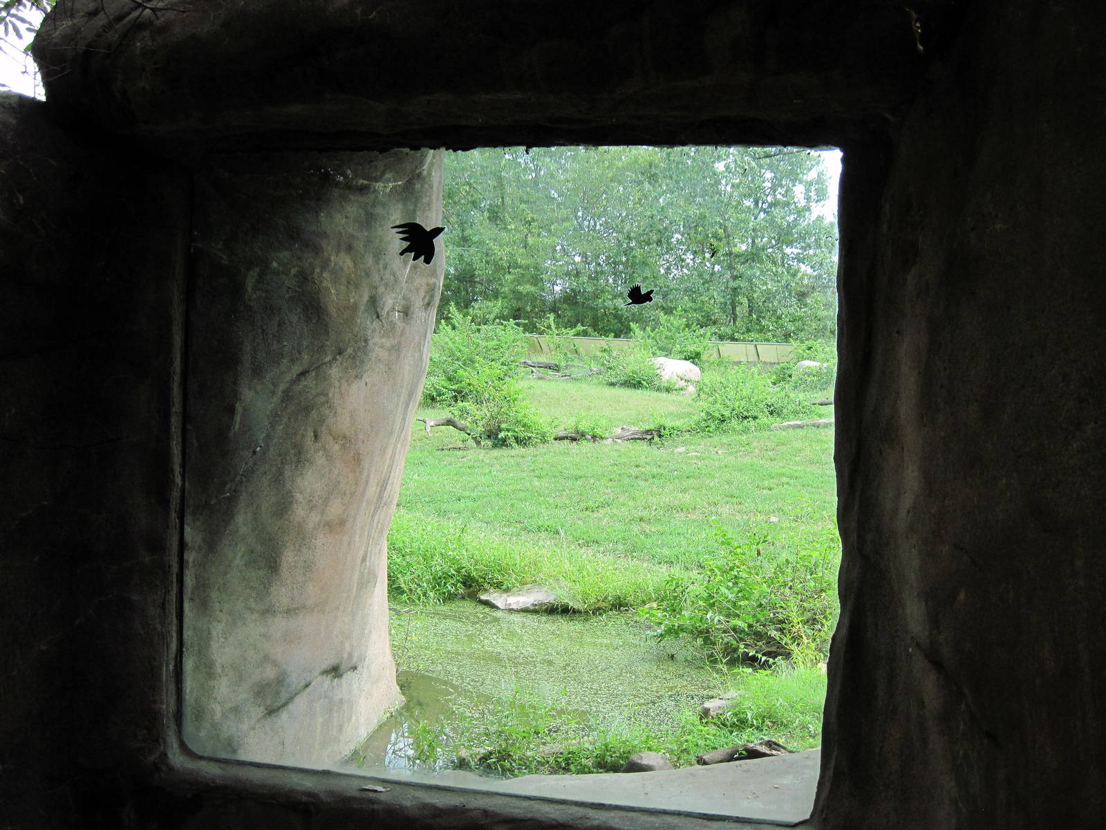 Africa-Guinea Baboon Exhibit