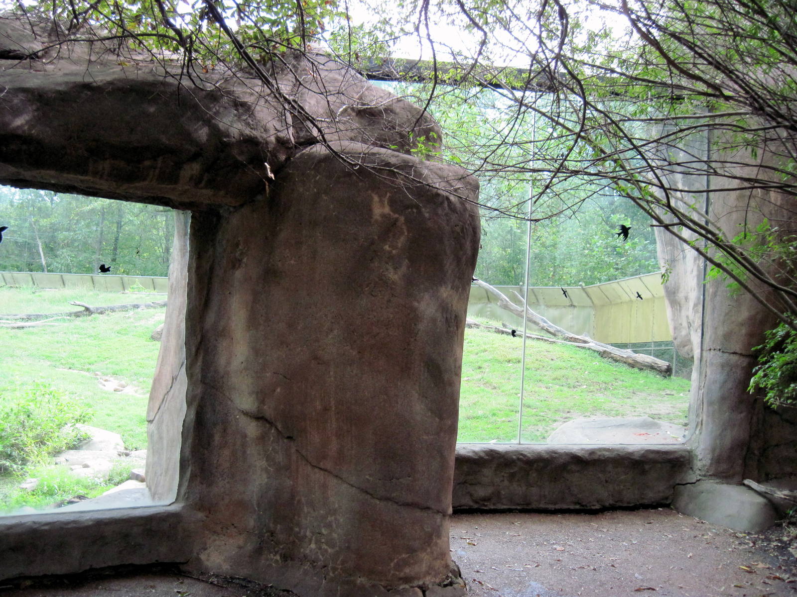 Africa-Guinea Baboon Exhibit