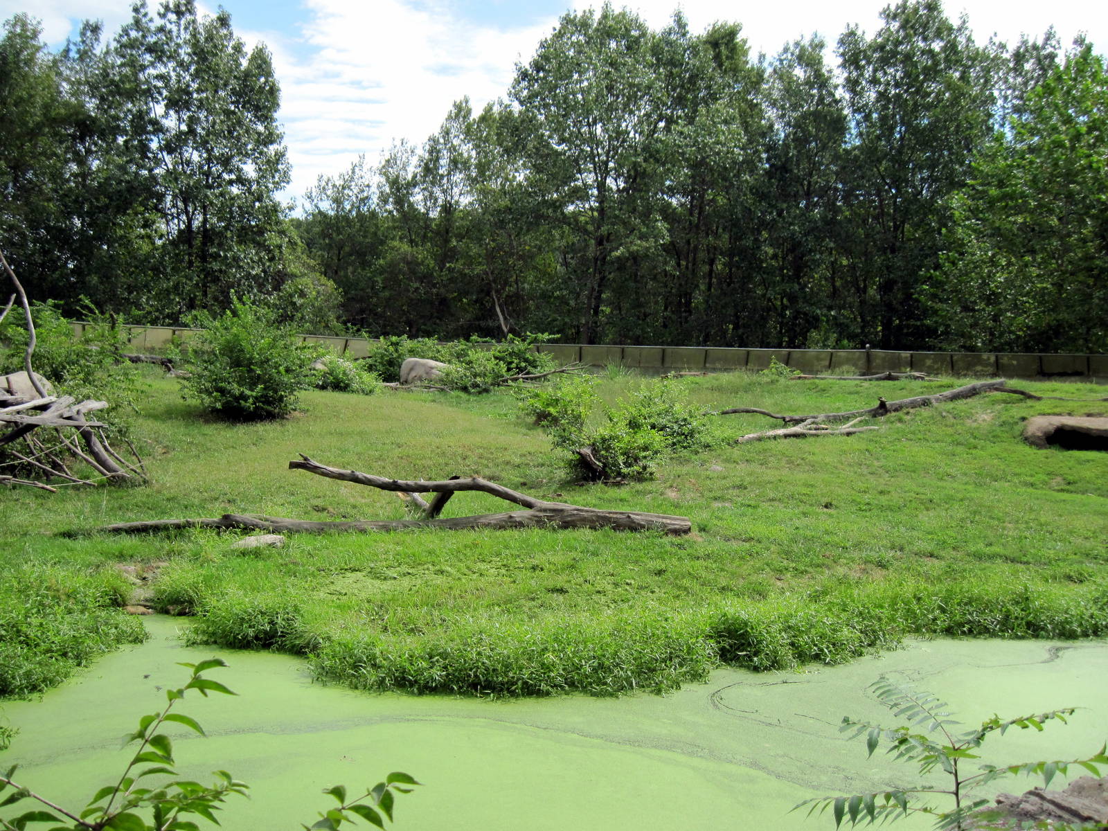 Africa-Guinea Baboon Exhibit