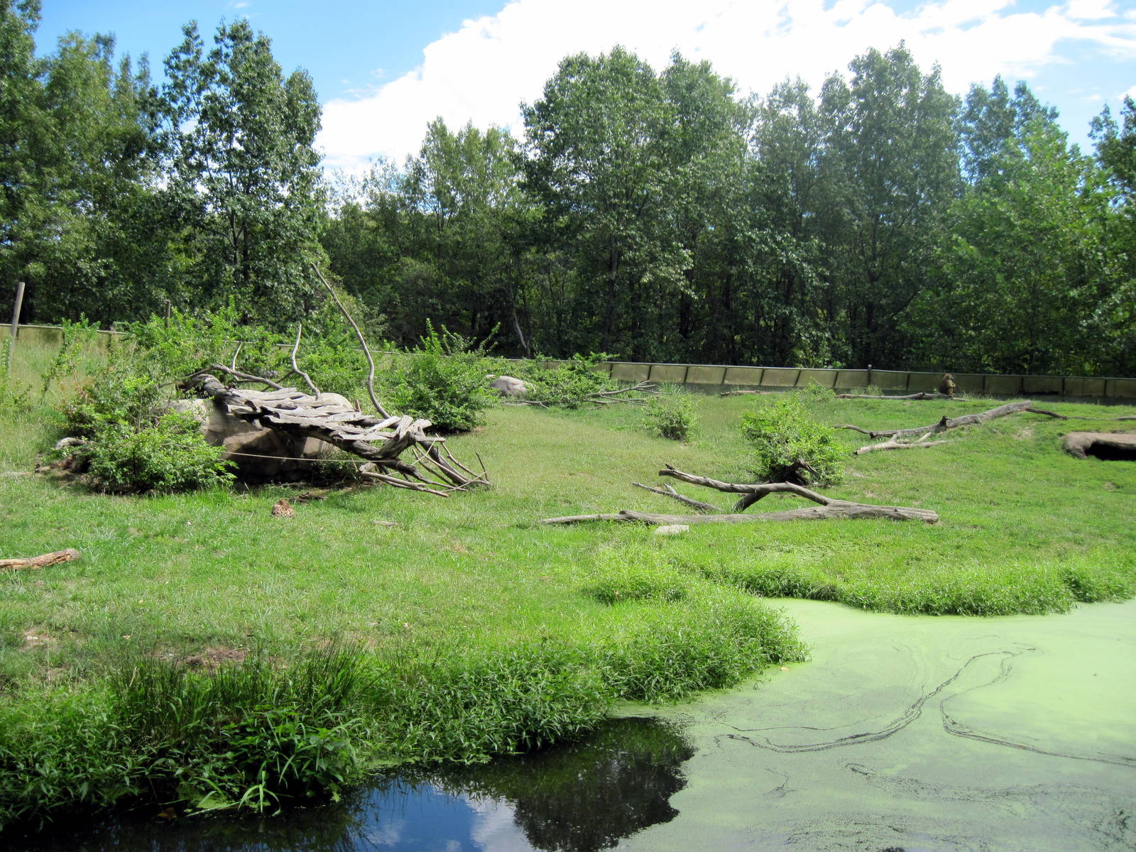 Africa-Guinea Baboon Exhibit