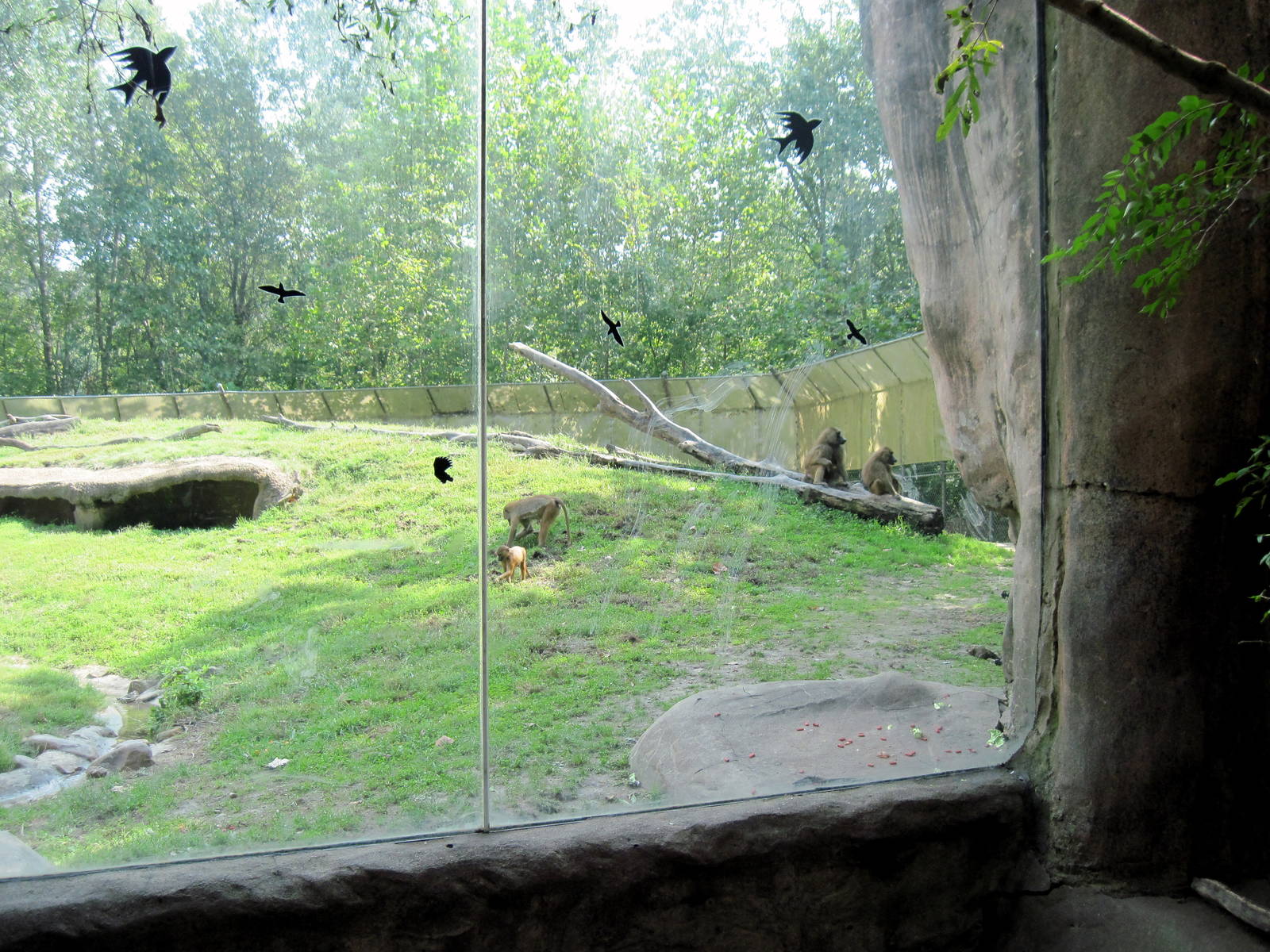 Africa-Guinea Baboon Exhibit