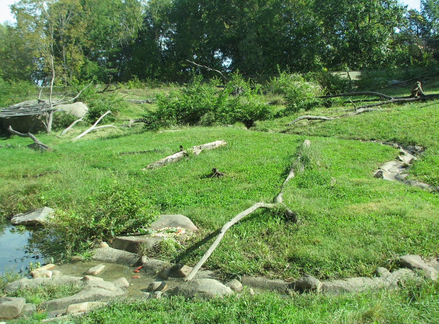 Africa - Guinea Baboon Exhibit