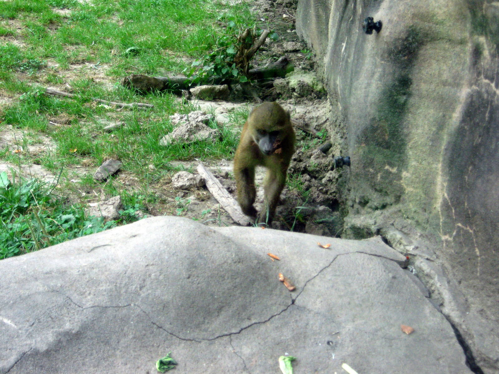 Africa-Guinea Baboon