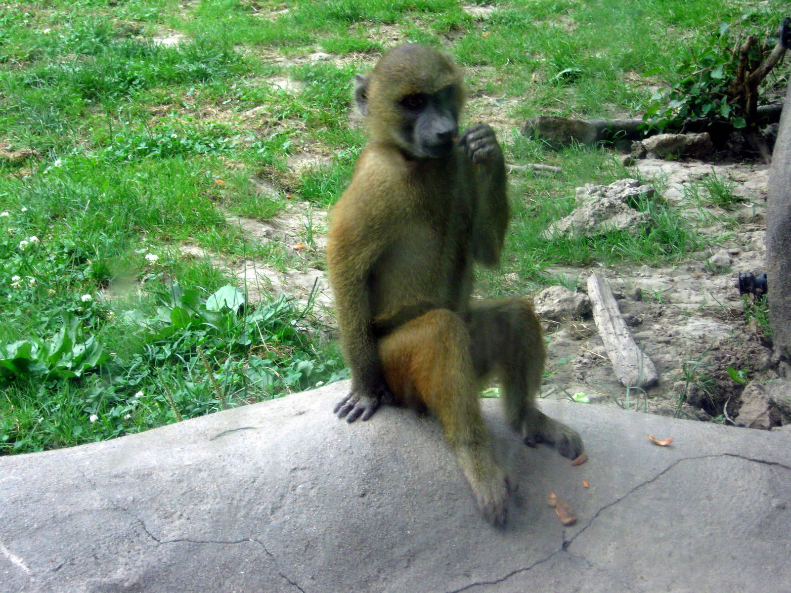Africa-Guinea Baboon