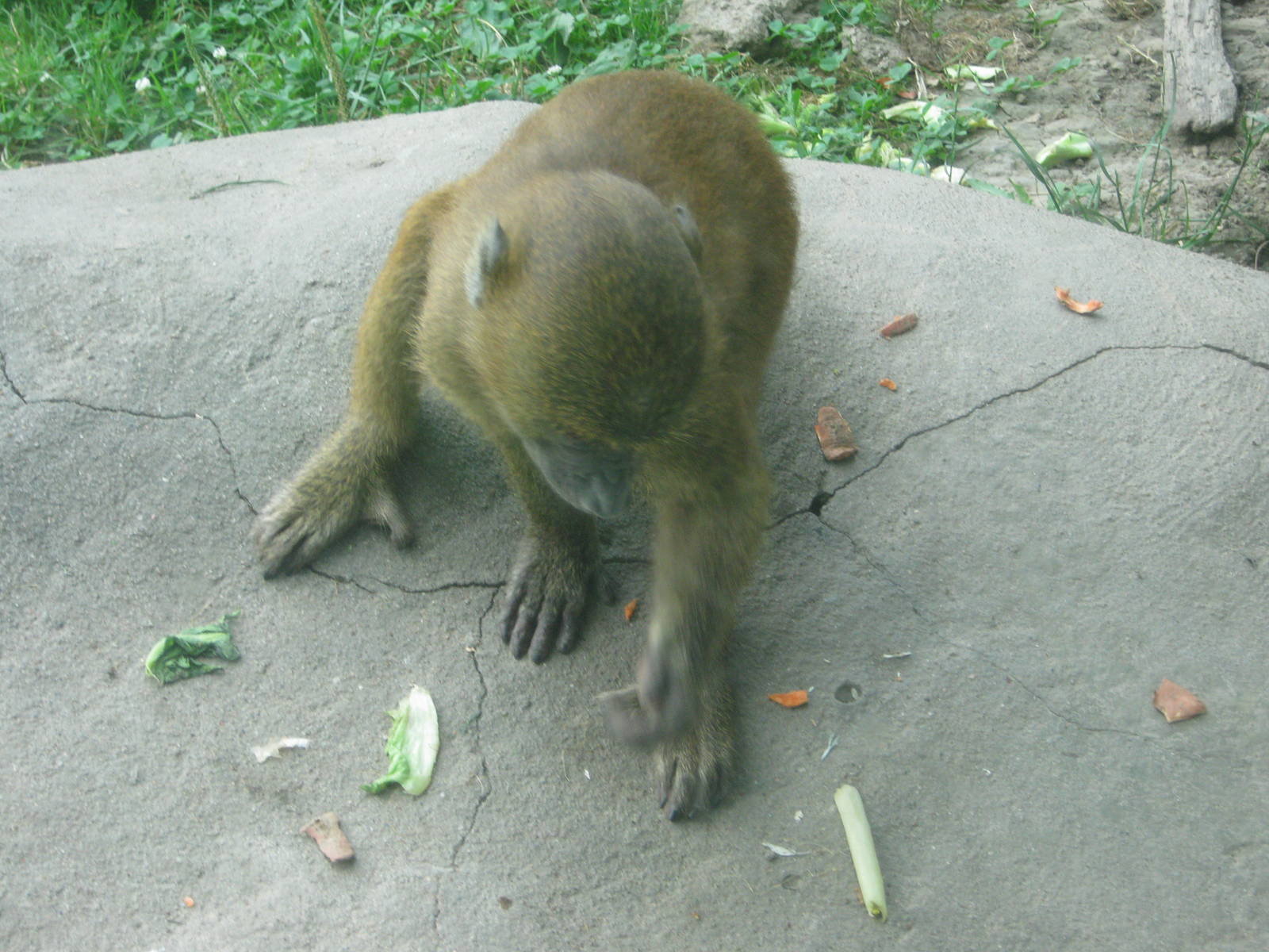 Africa-Guinea Baboon