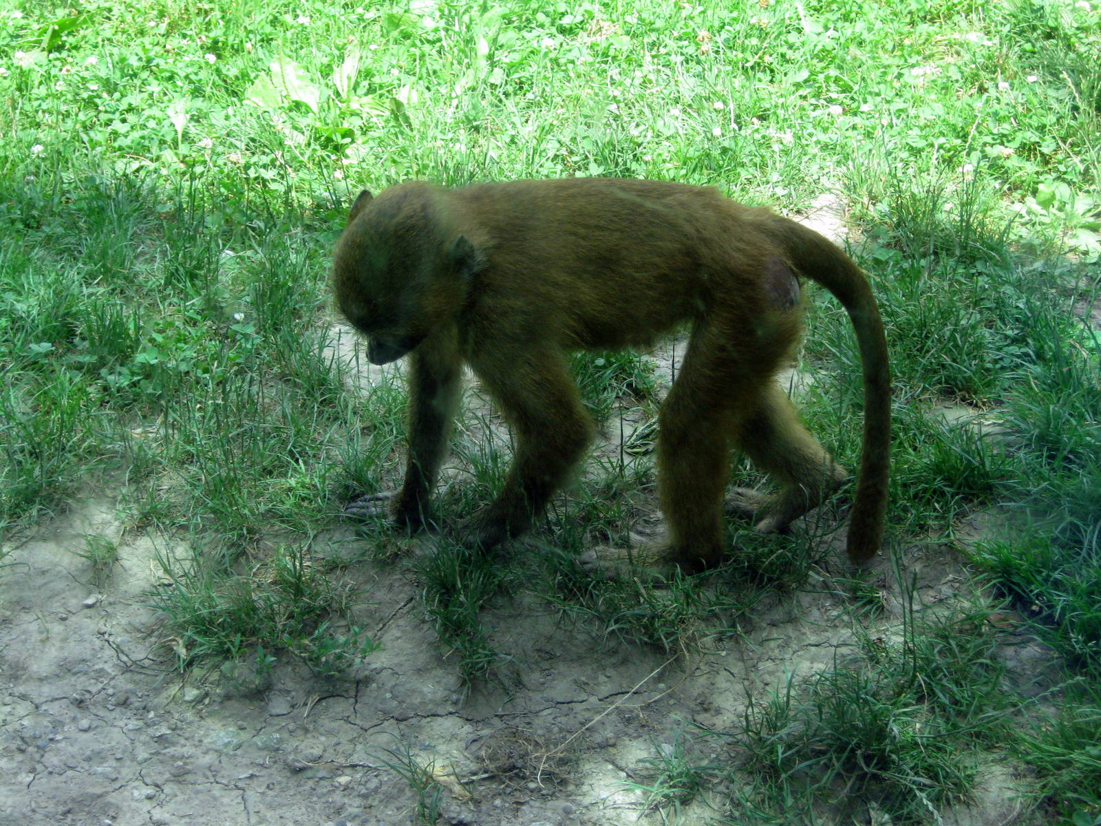 Africa-Guinea Baboon