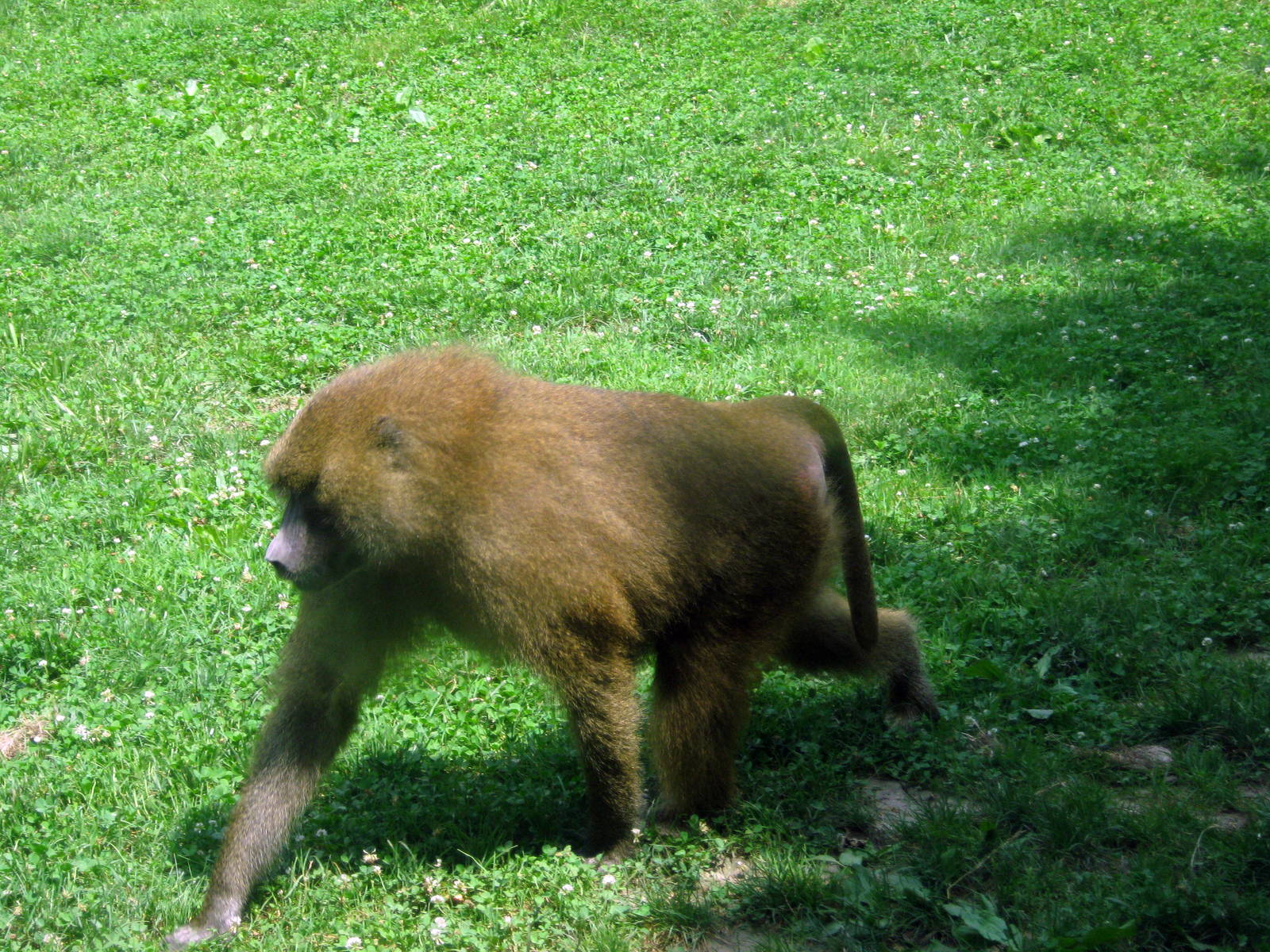 Africa-Guinea Baboon