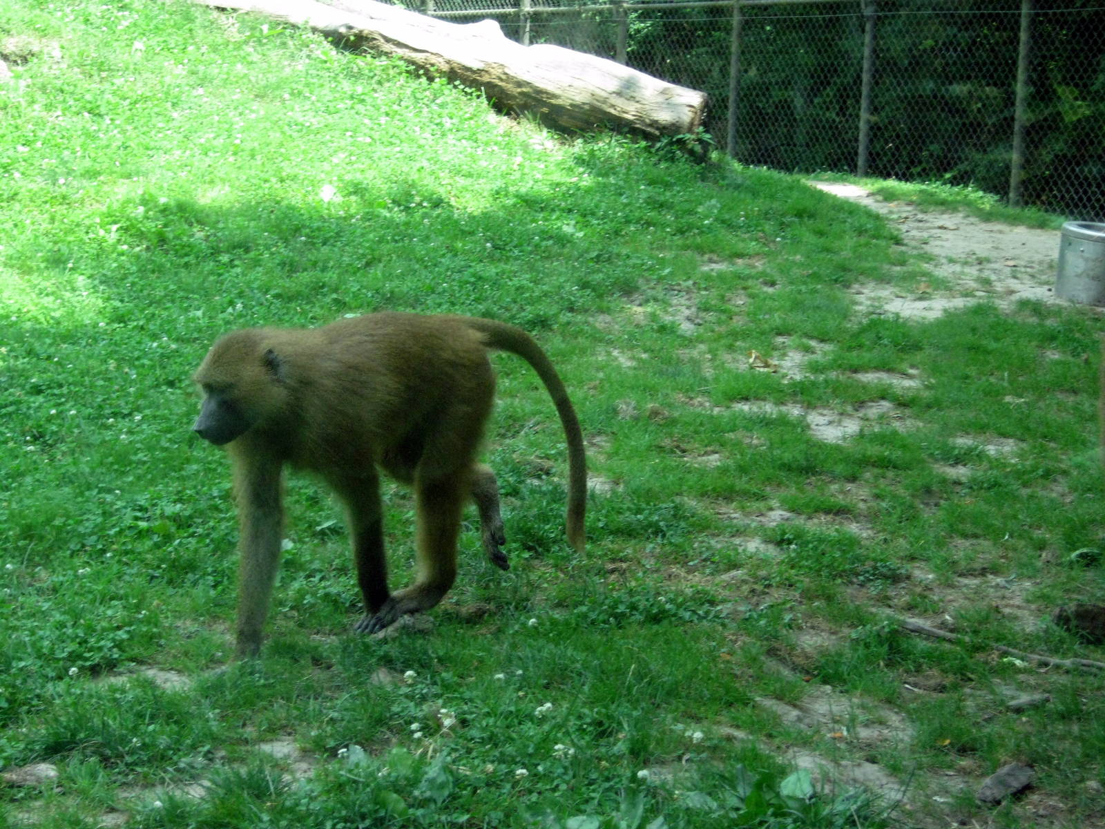 Africa-Guinea Baboon