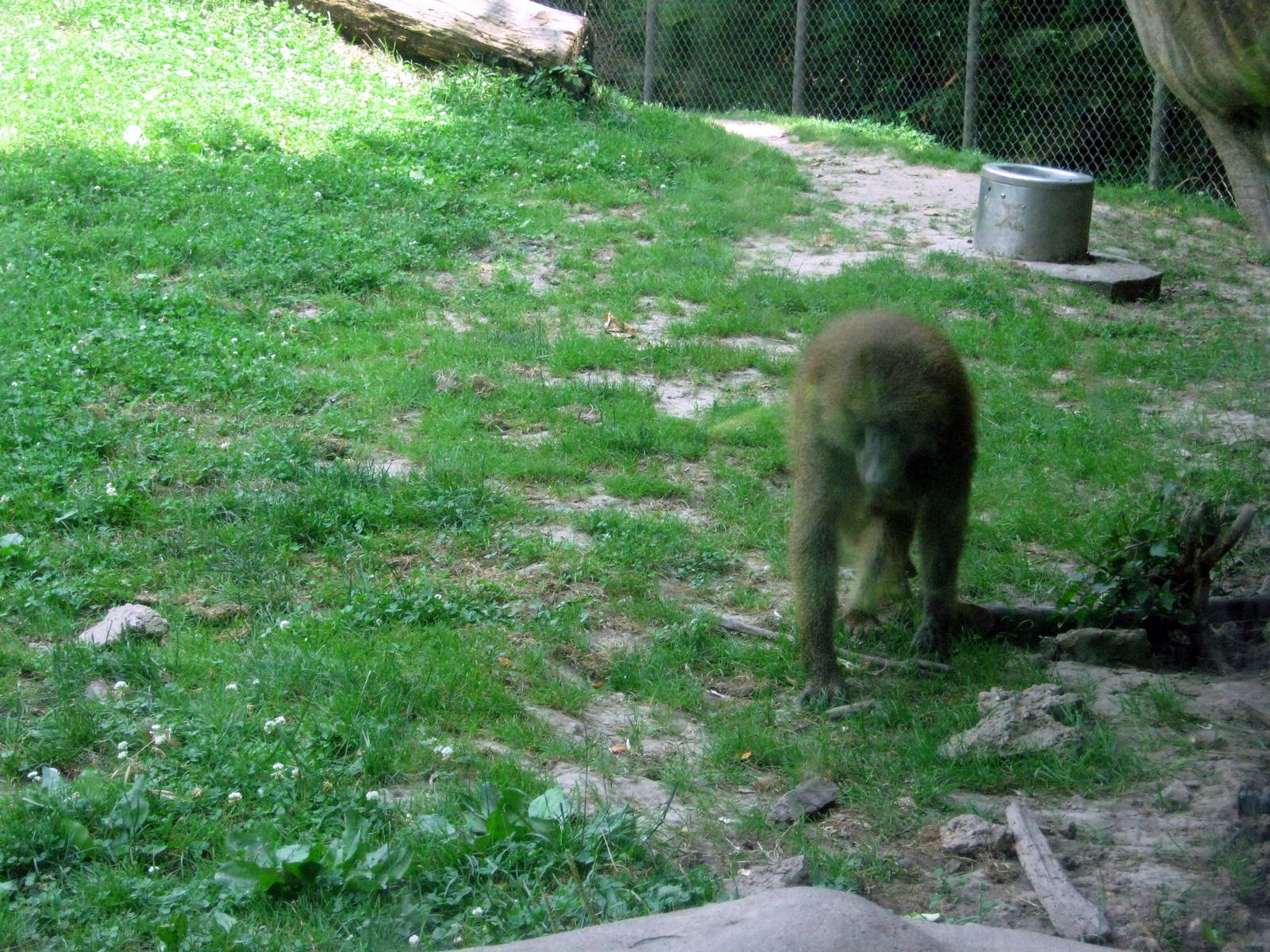 Africa-Guinea Baboon