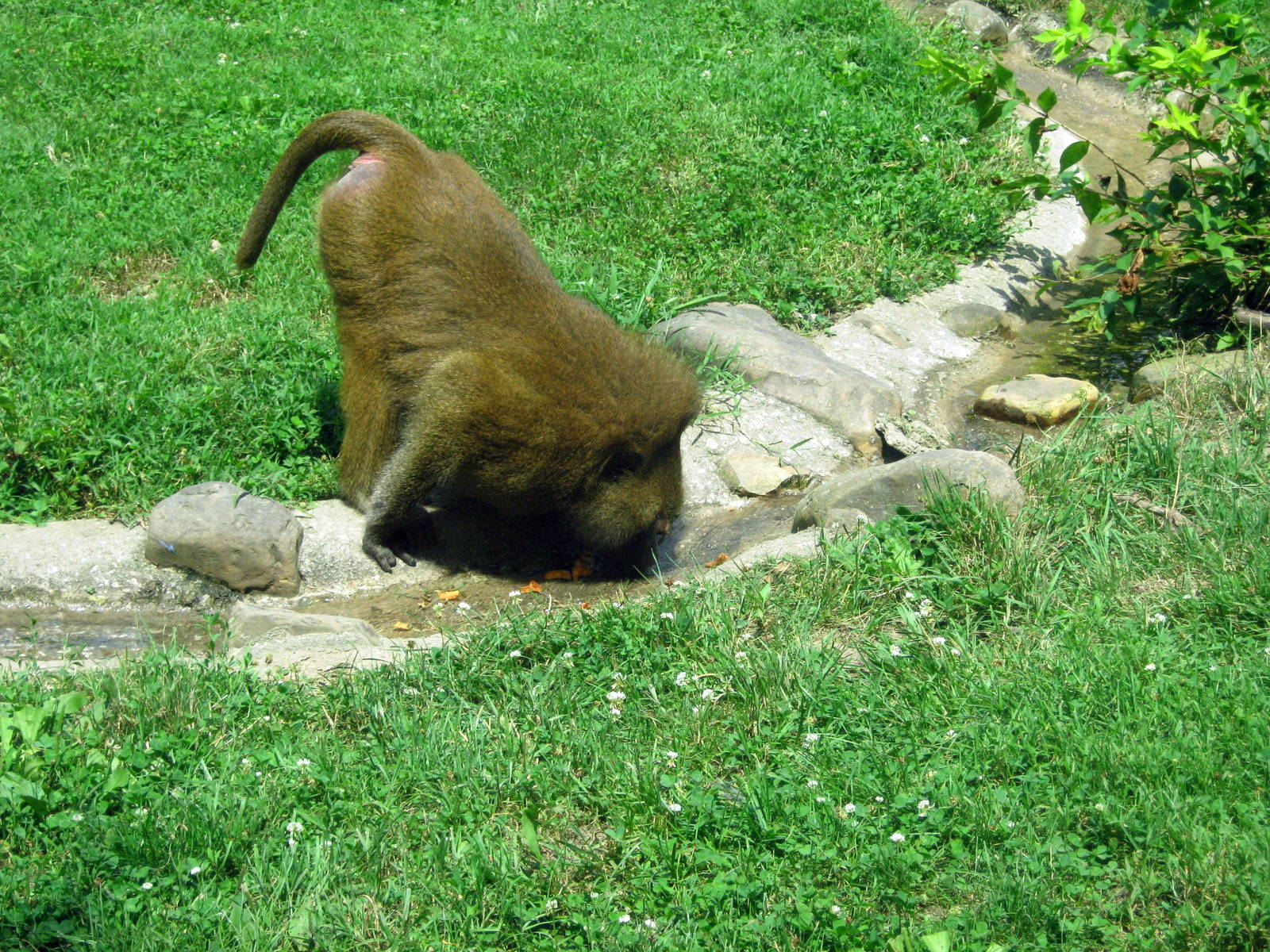 Africa-Guinea Baboon