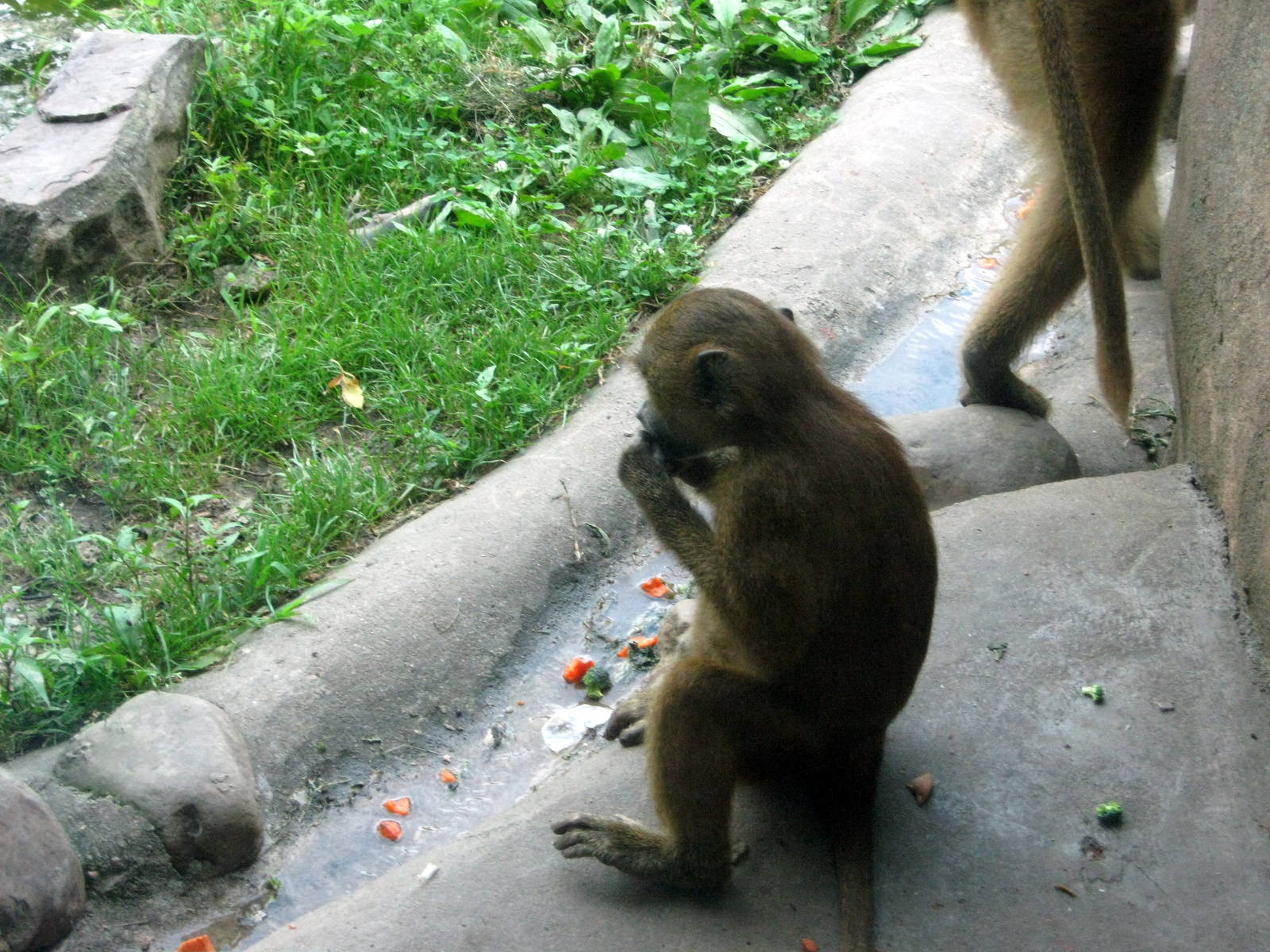 Africa-Guinea Baboon