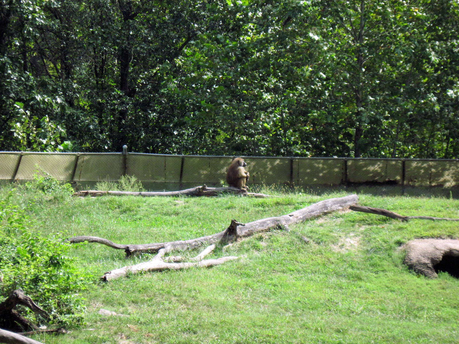 Africa-Guinea Baboon