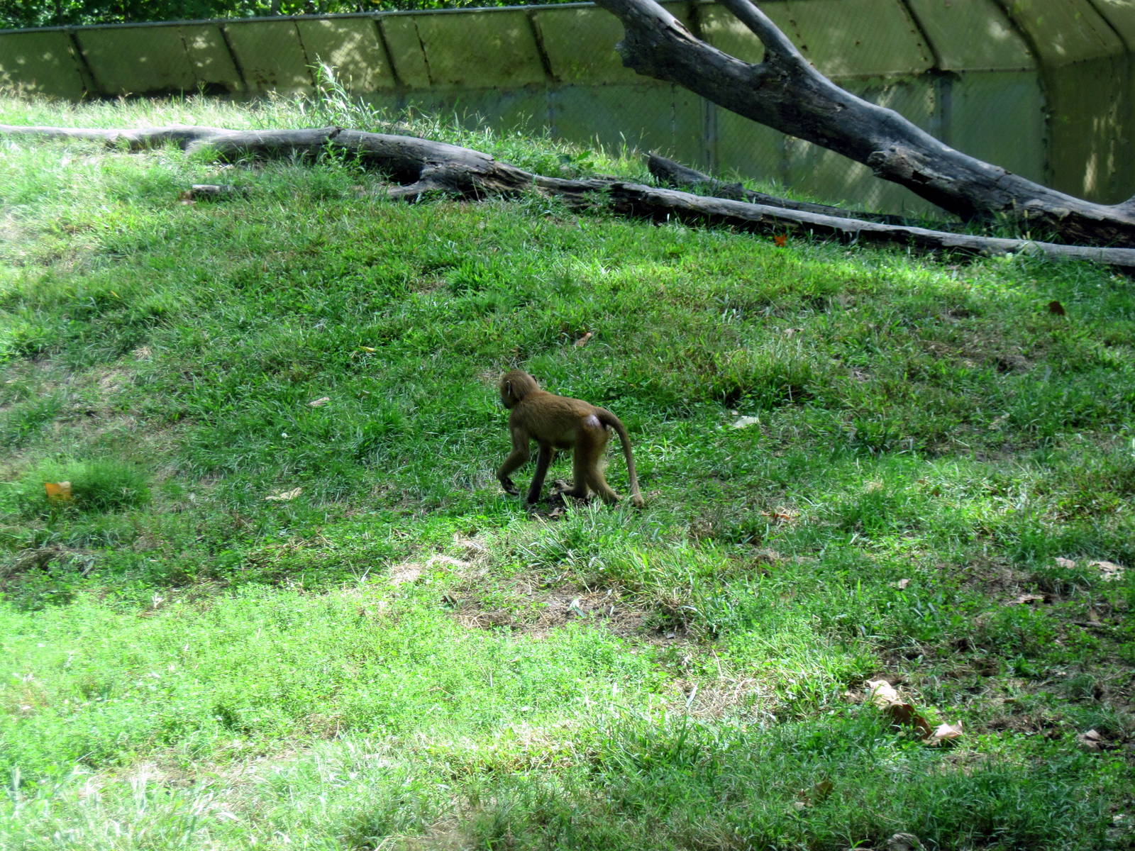 Africa-Guinea Baboon