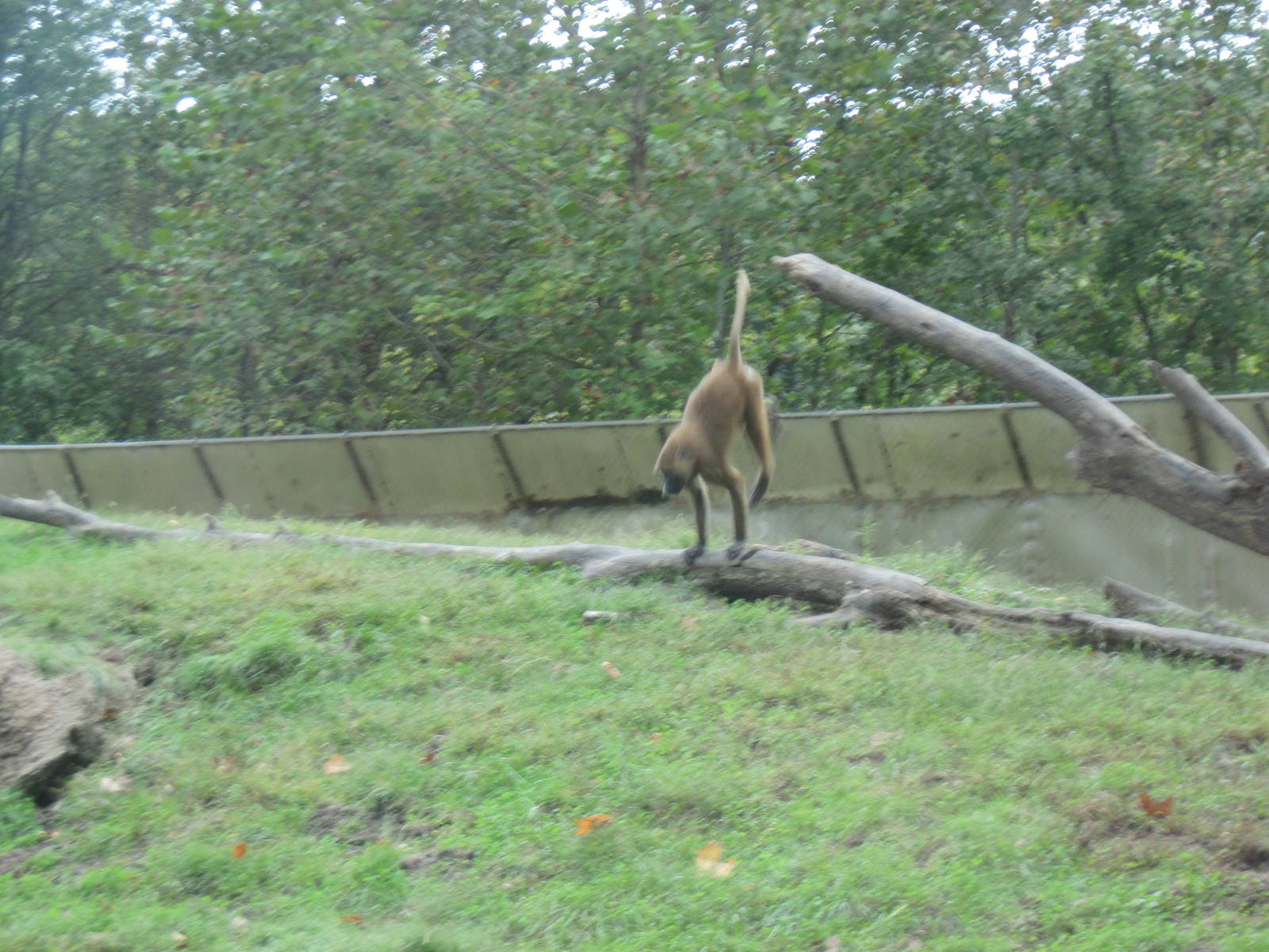 Africa-Guinea Baboon