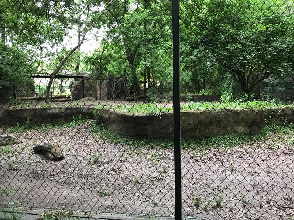 Africa- Guinea Baboon