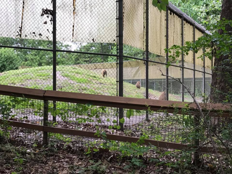 Africa- Guinea Baboon