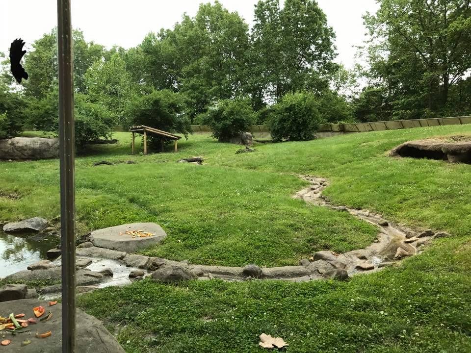 Africa- Guinea Baboon