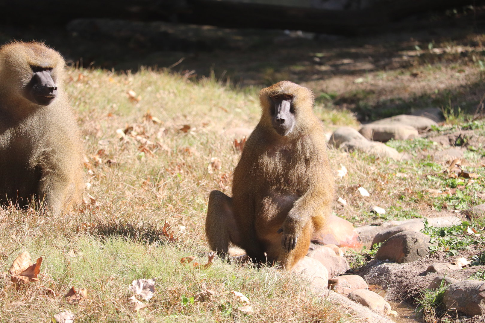 Africa - Guinea Baboon