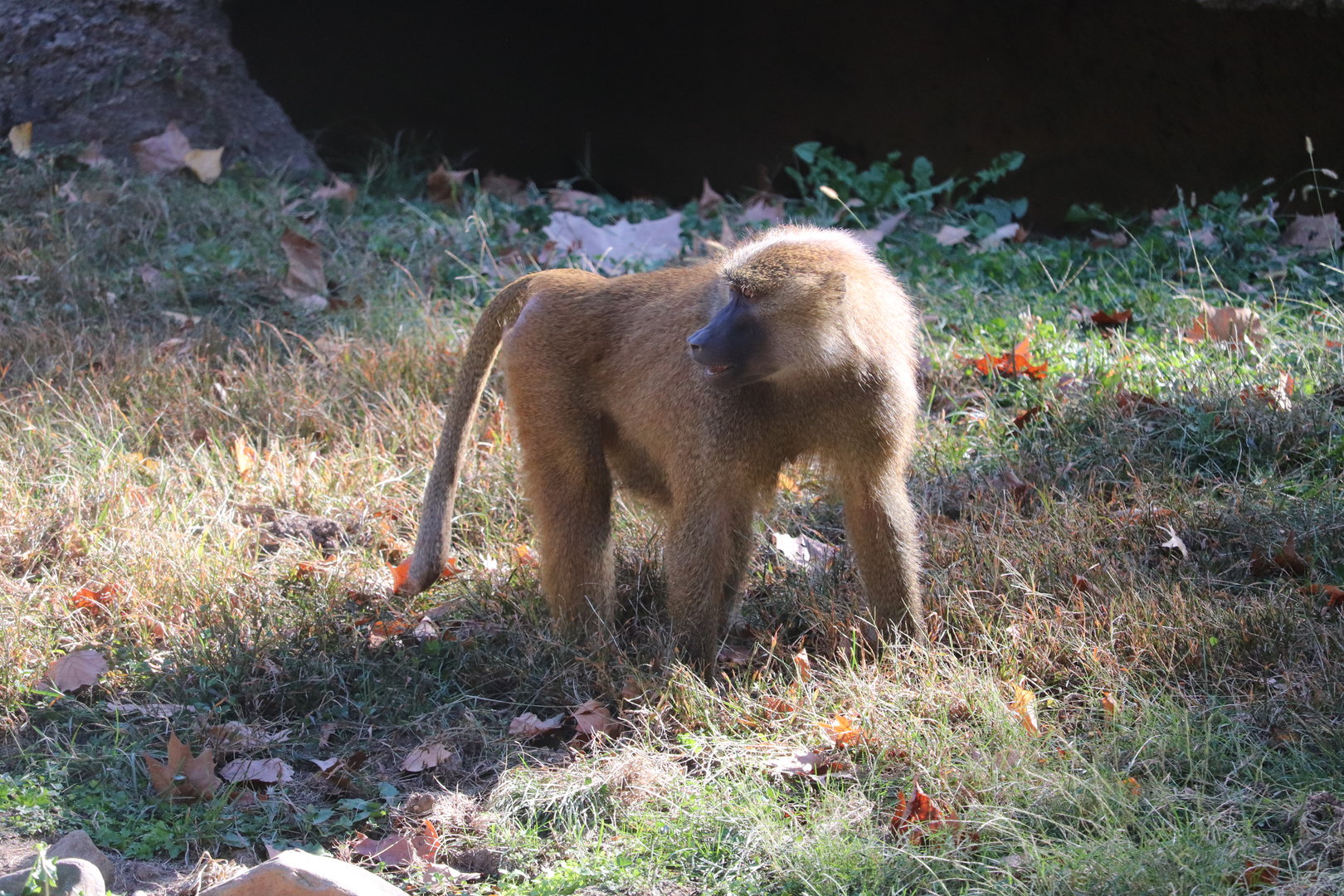 Africa - Guinea Baboon
