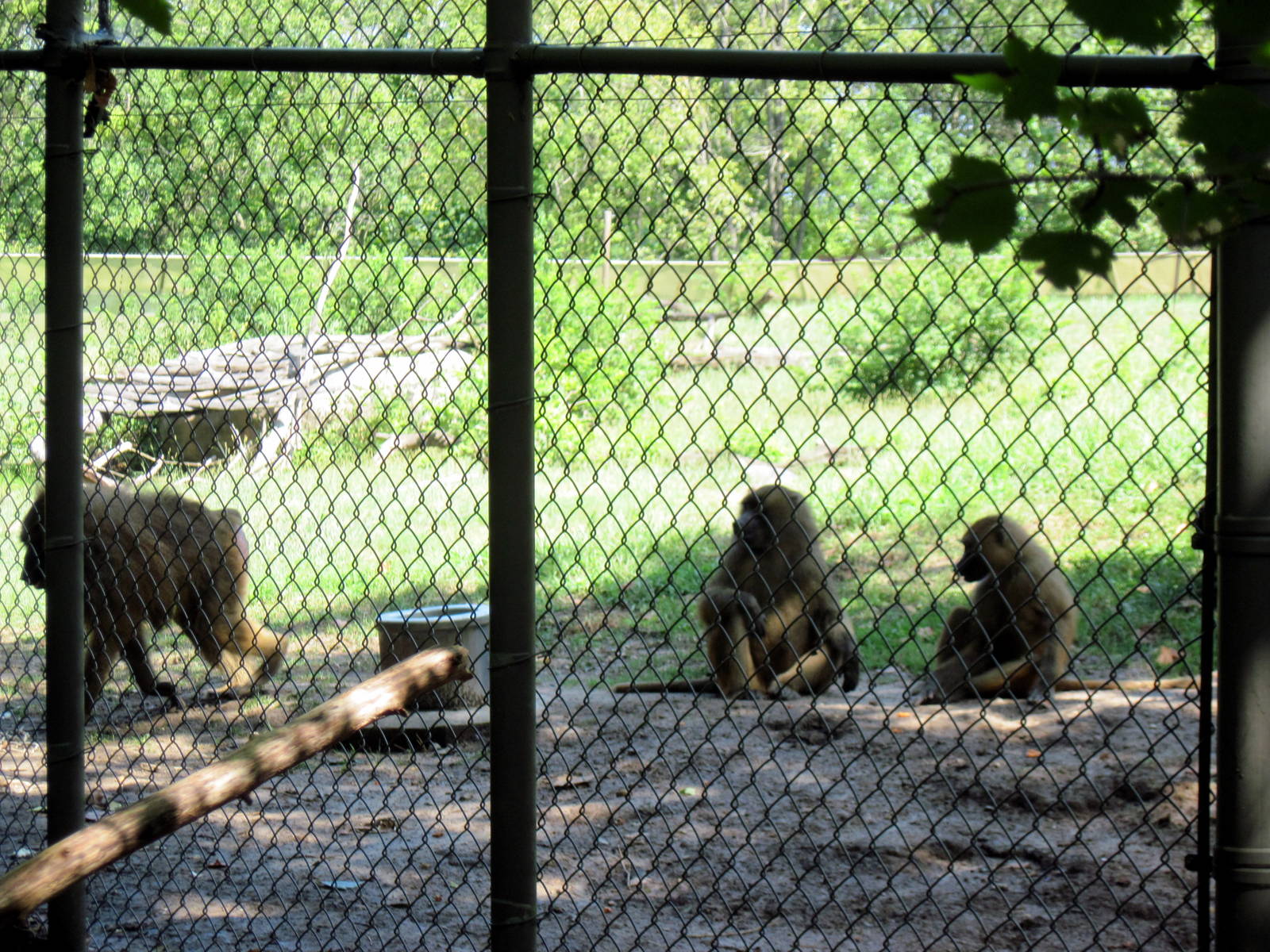 Africa-Guinea Baboons