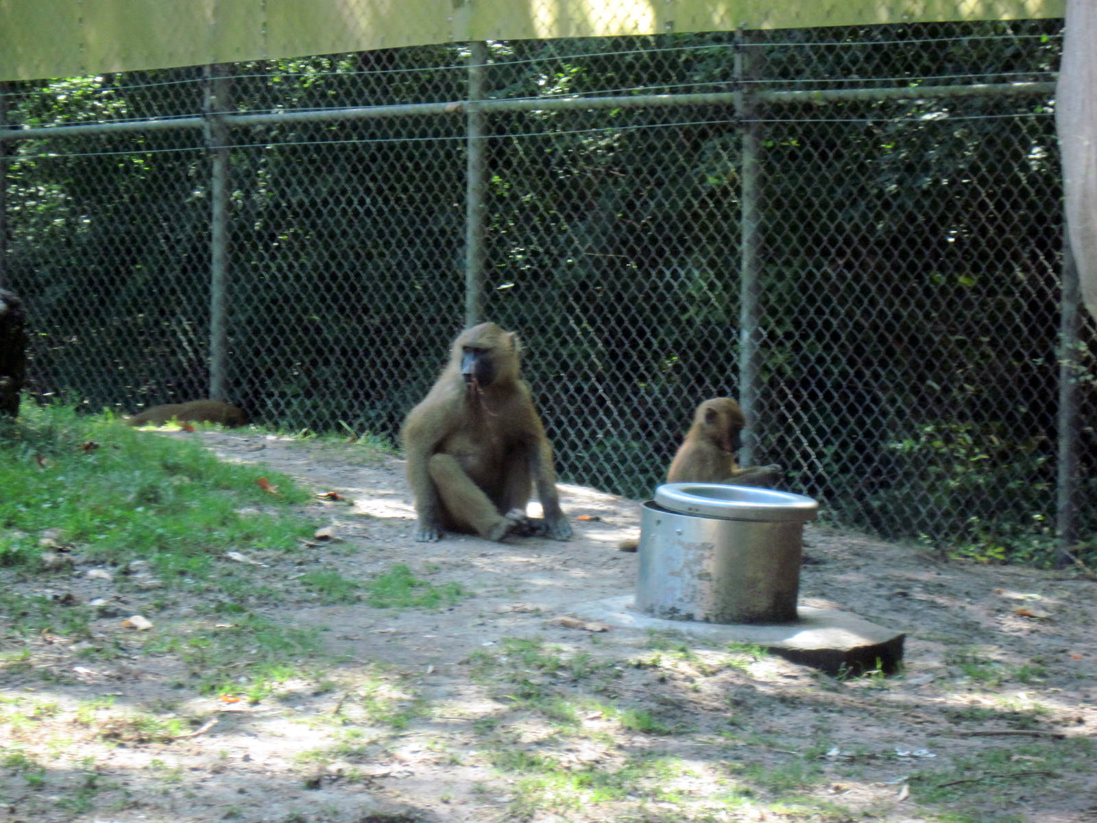 Africa-Guinea Baboons