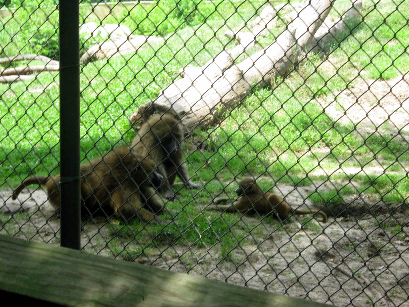 Africa-Guinea Baboons