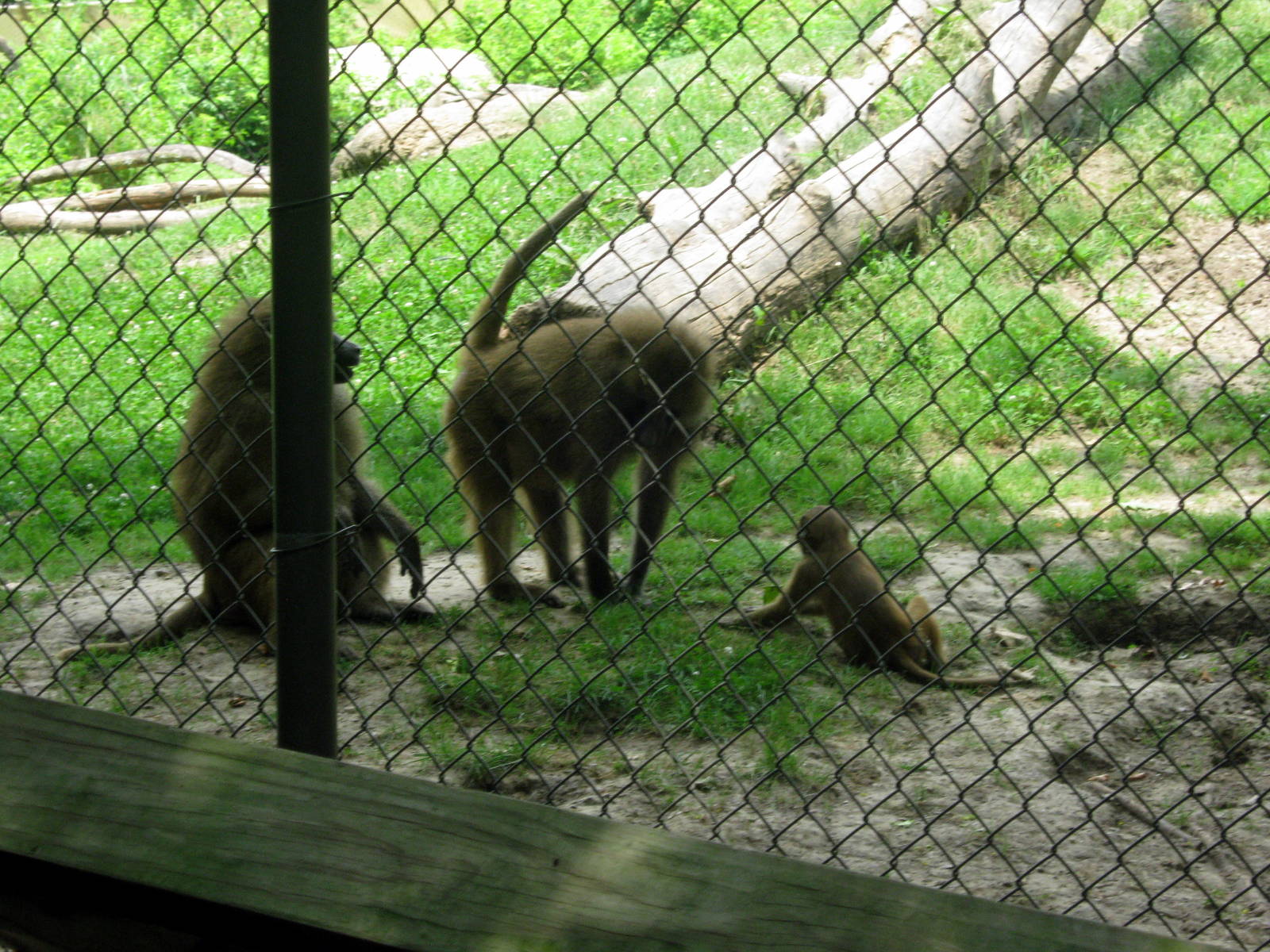 Africa-Guinea Baboons