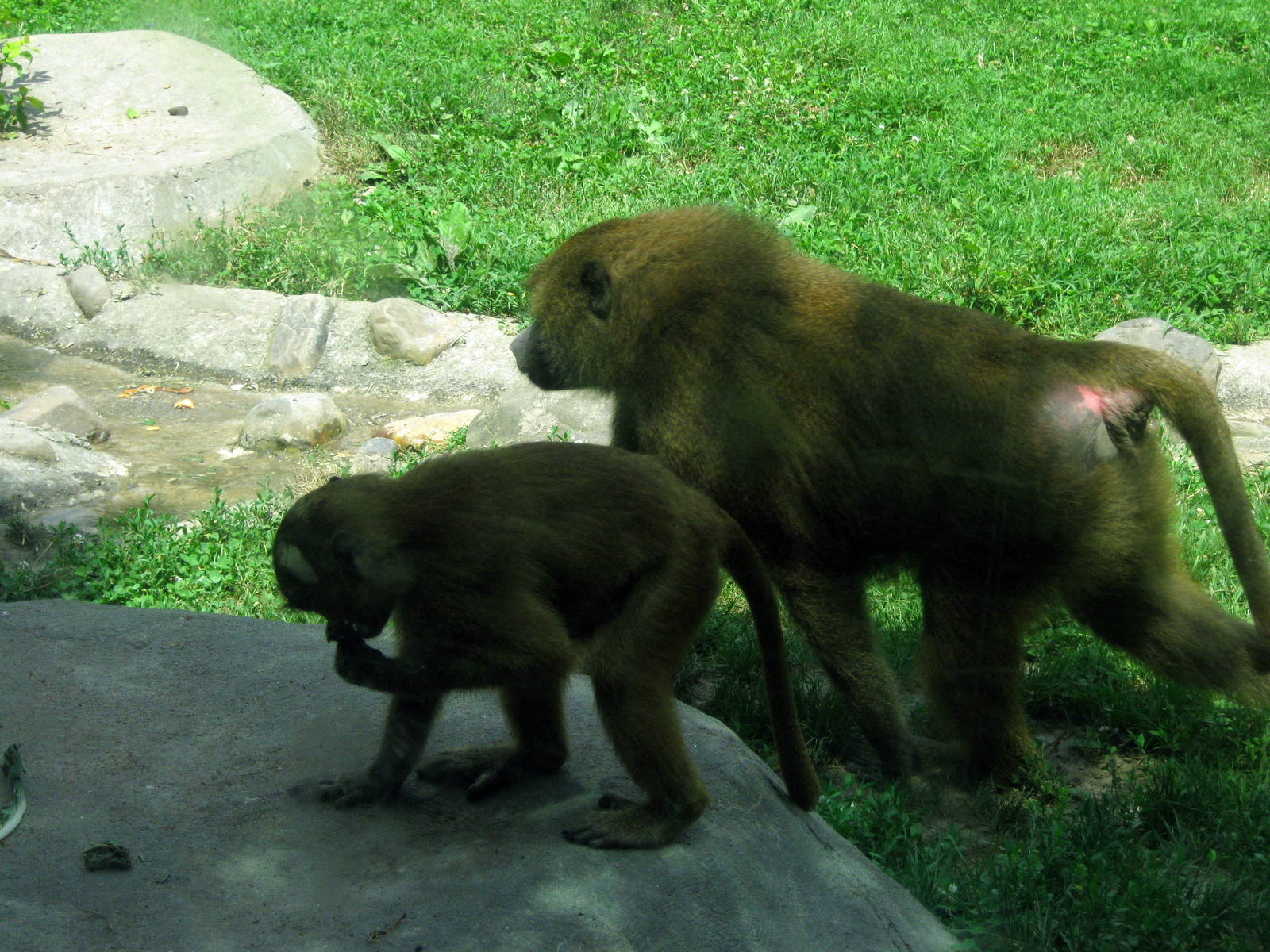 Africa-Guinea Baboons