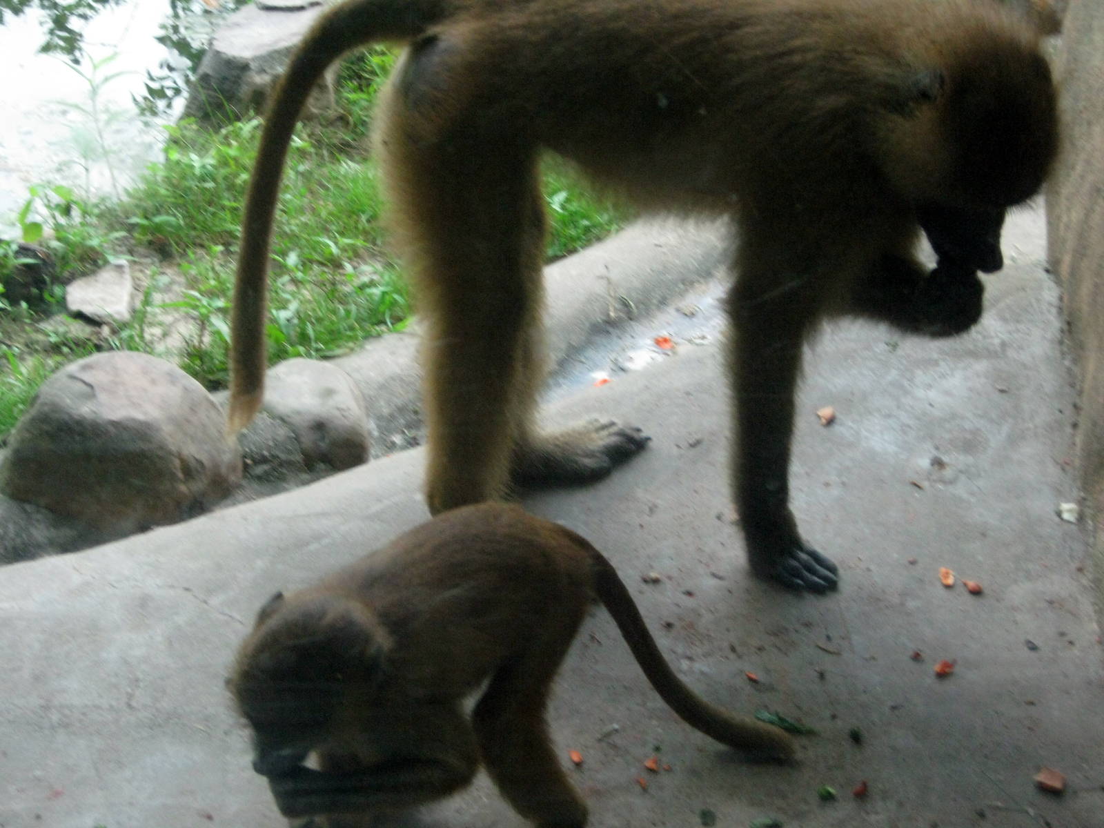 Africa-Guinea Baboons