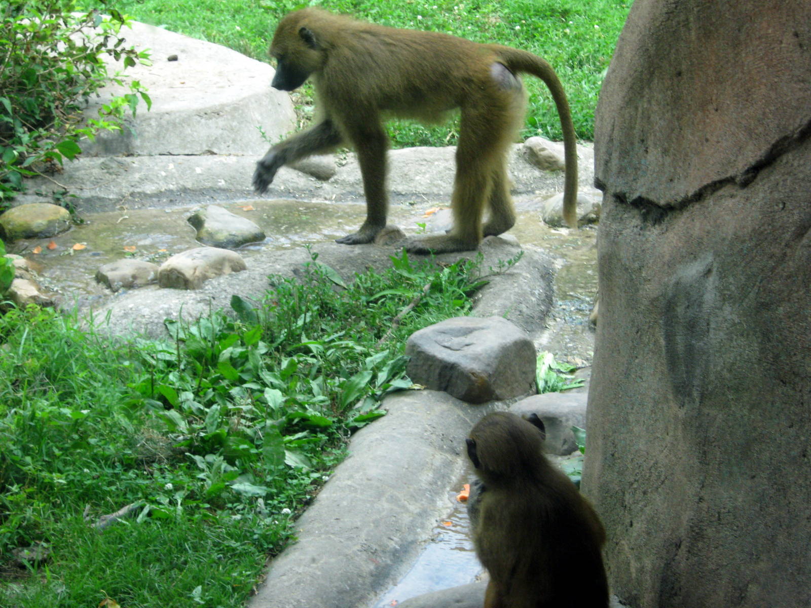 Africa-Guinea Baboons