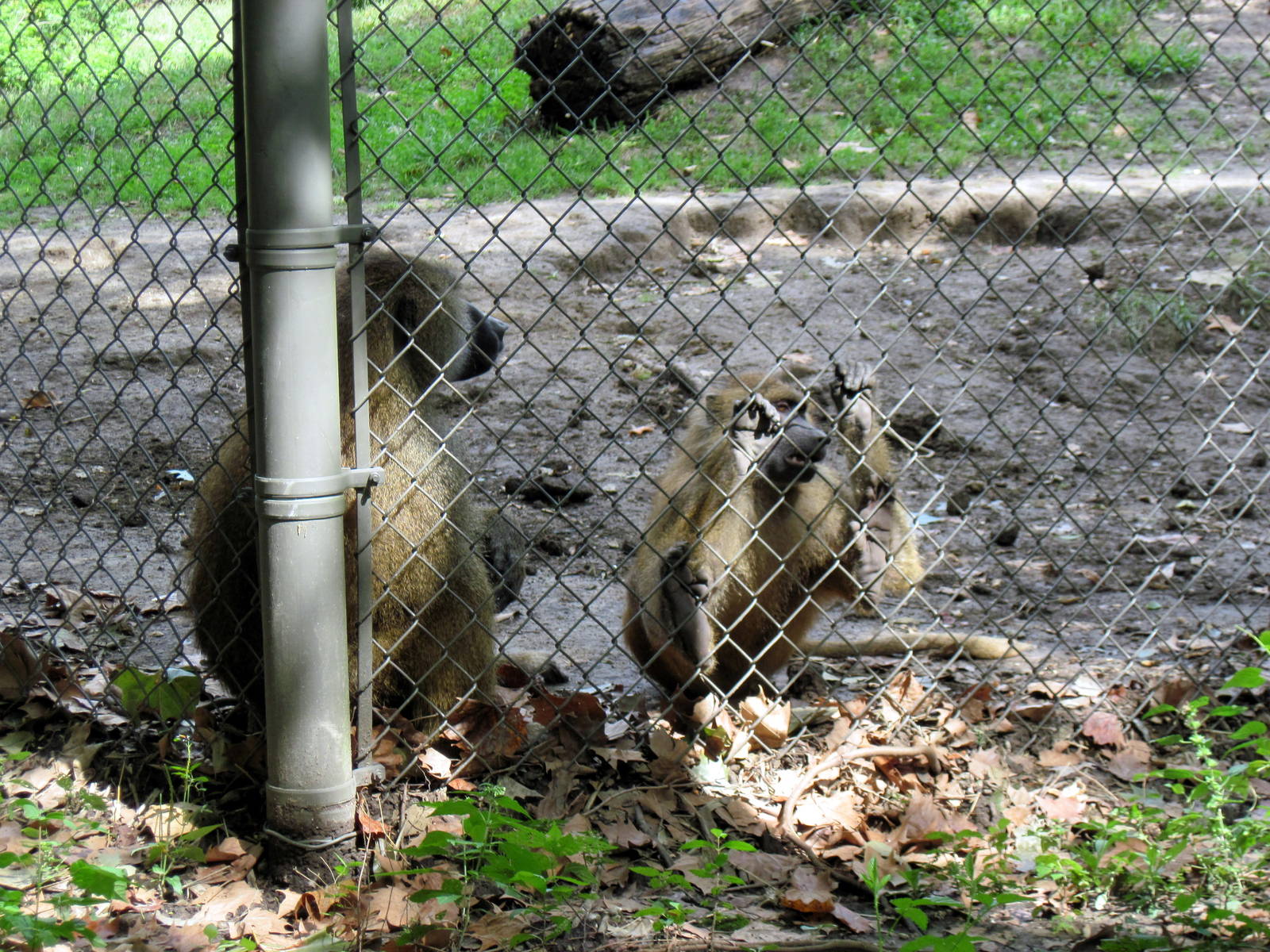 Africa-Guinea Baboons