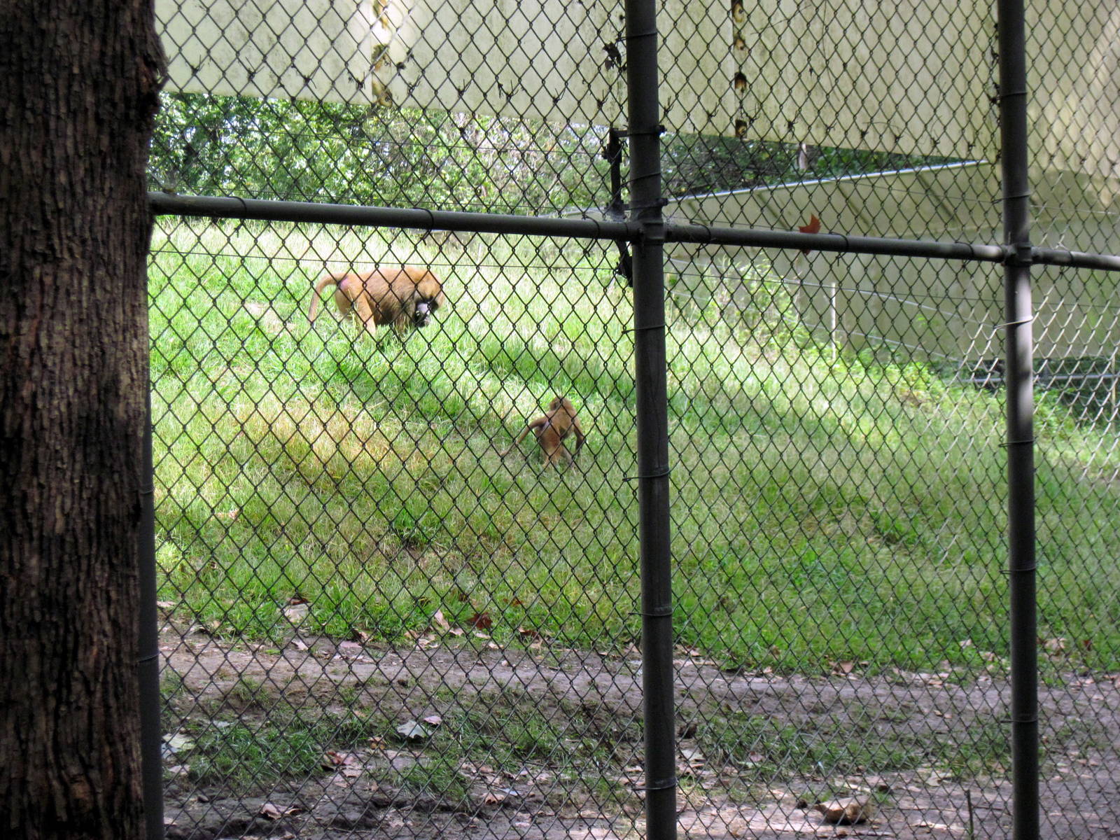 Africa-Guinea Baboons