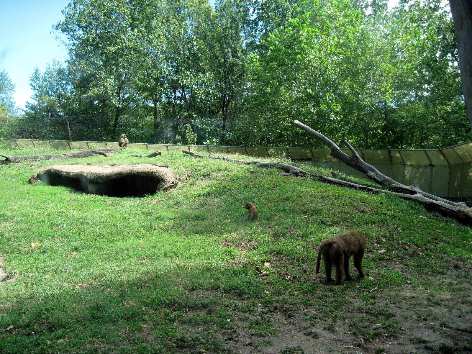 Africa-Guinea Baboons