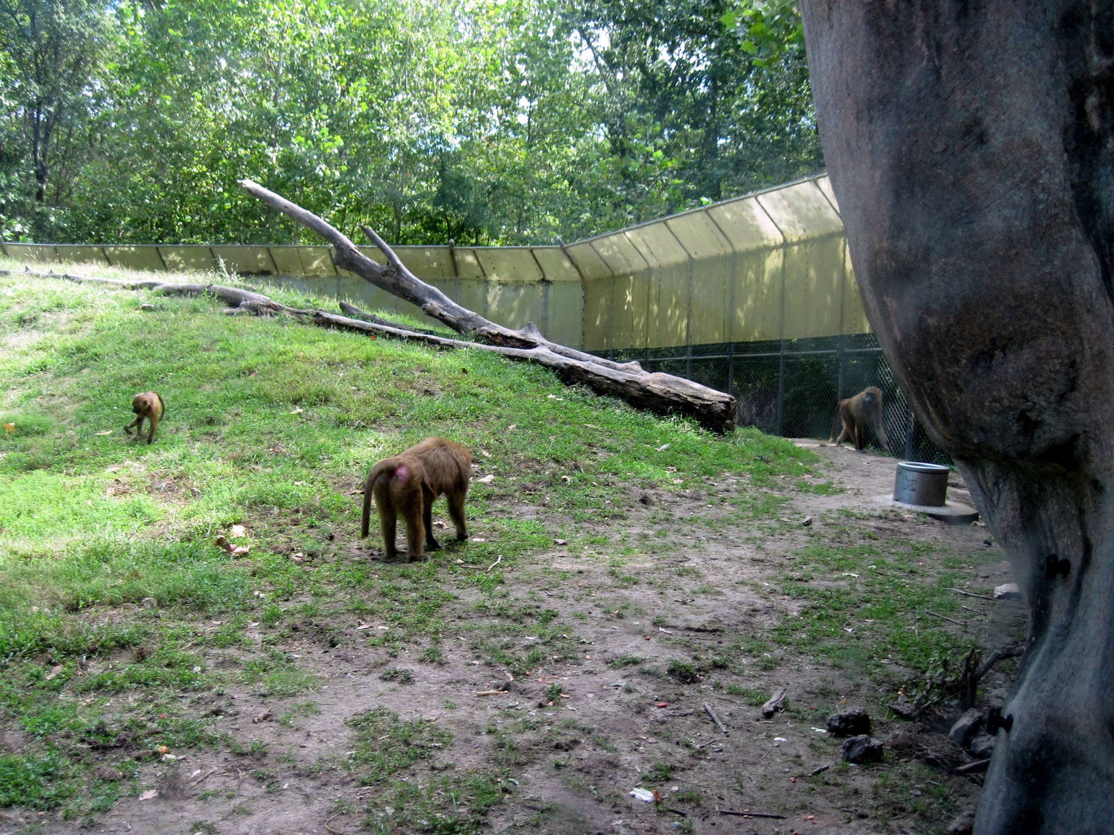 Africa-Guinea Baboons