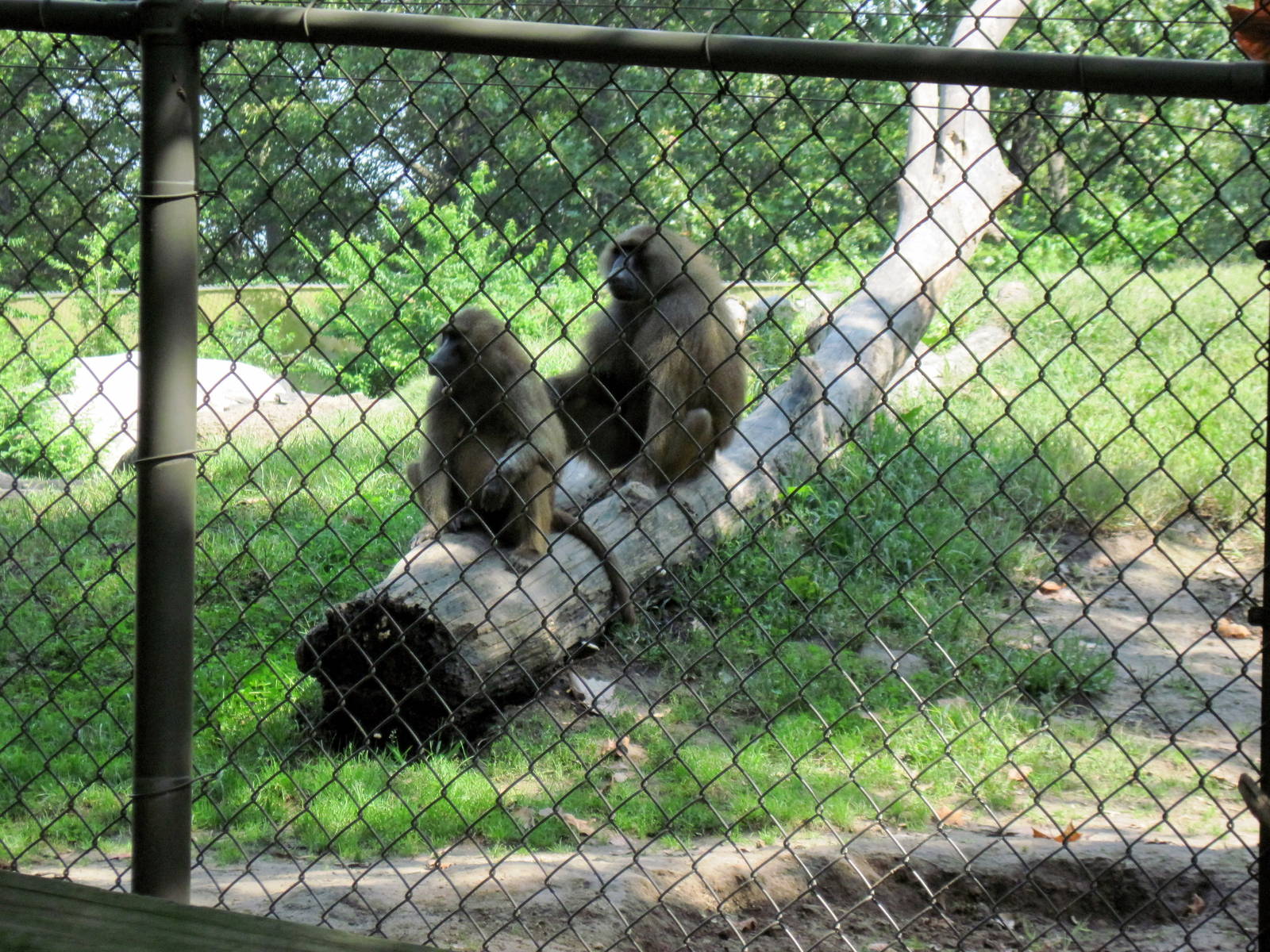 Africa-Guinea Baboons