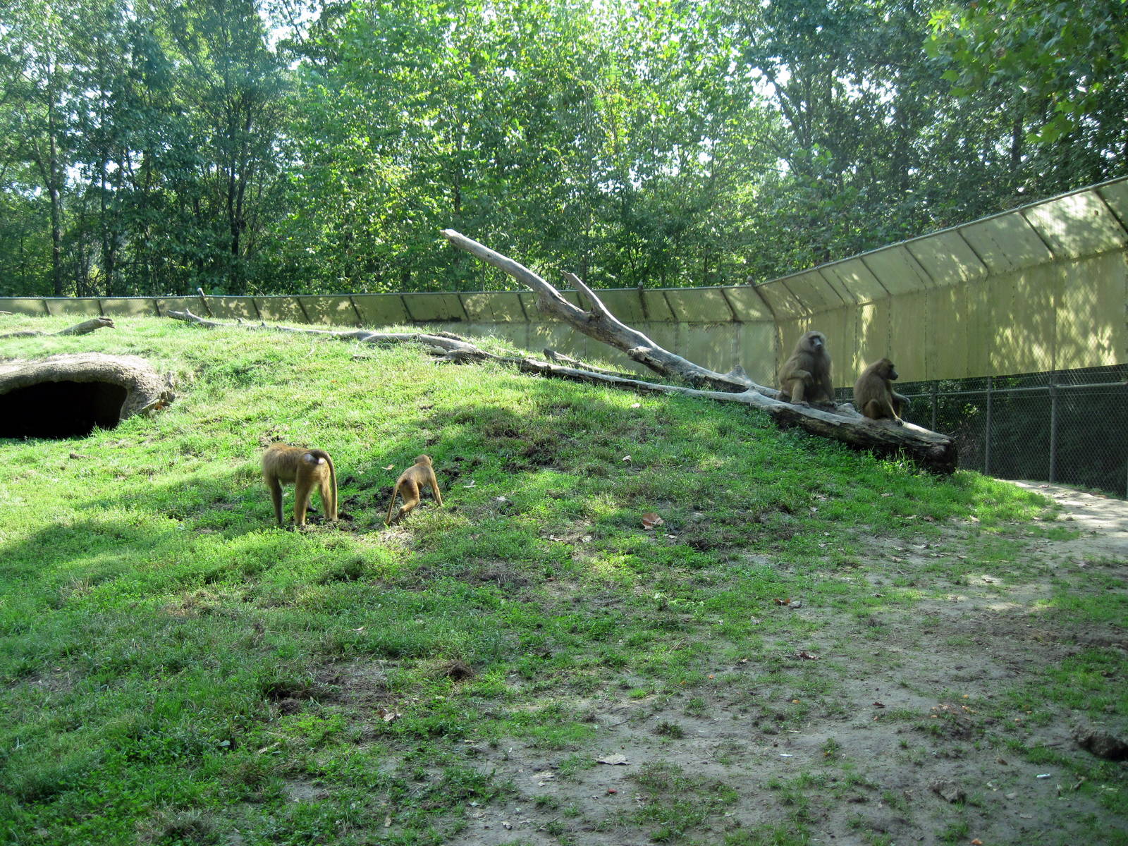 Africa-Guinea Baboons