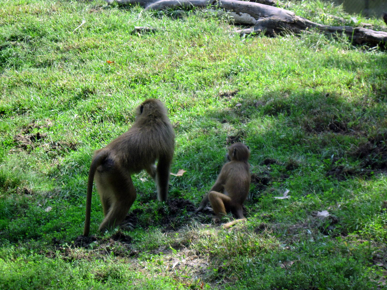Africa-Guinea Baboons